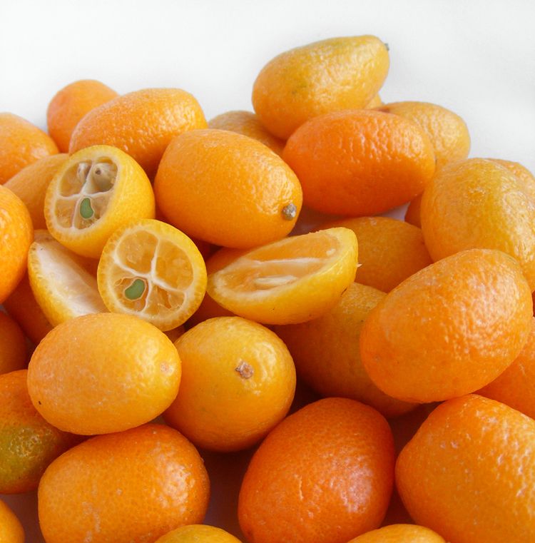 Citrus japonica