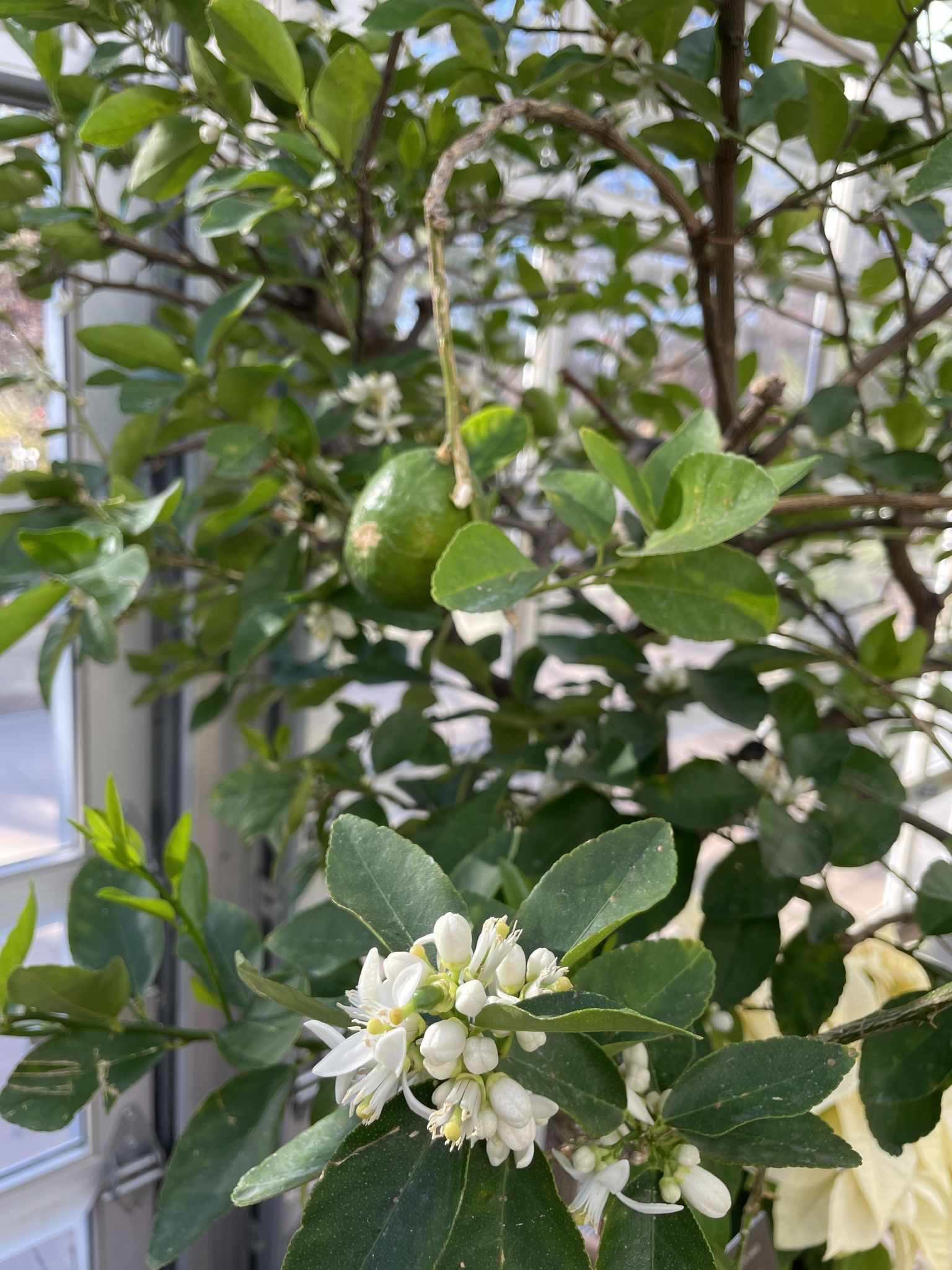 Citrus latipes