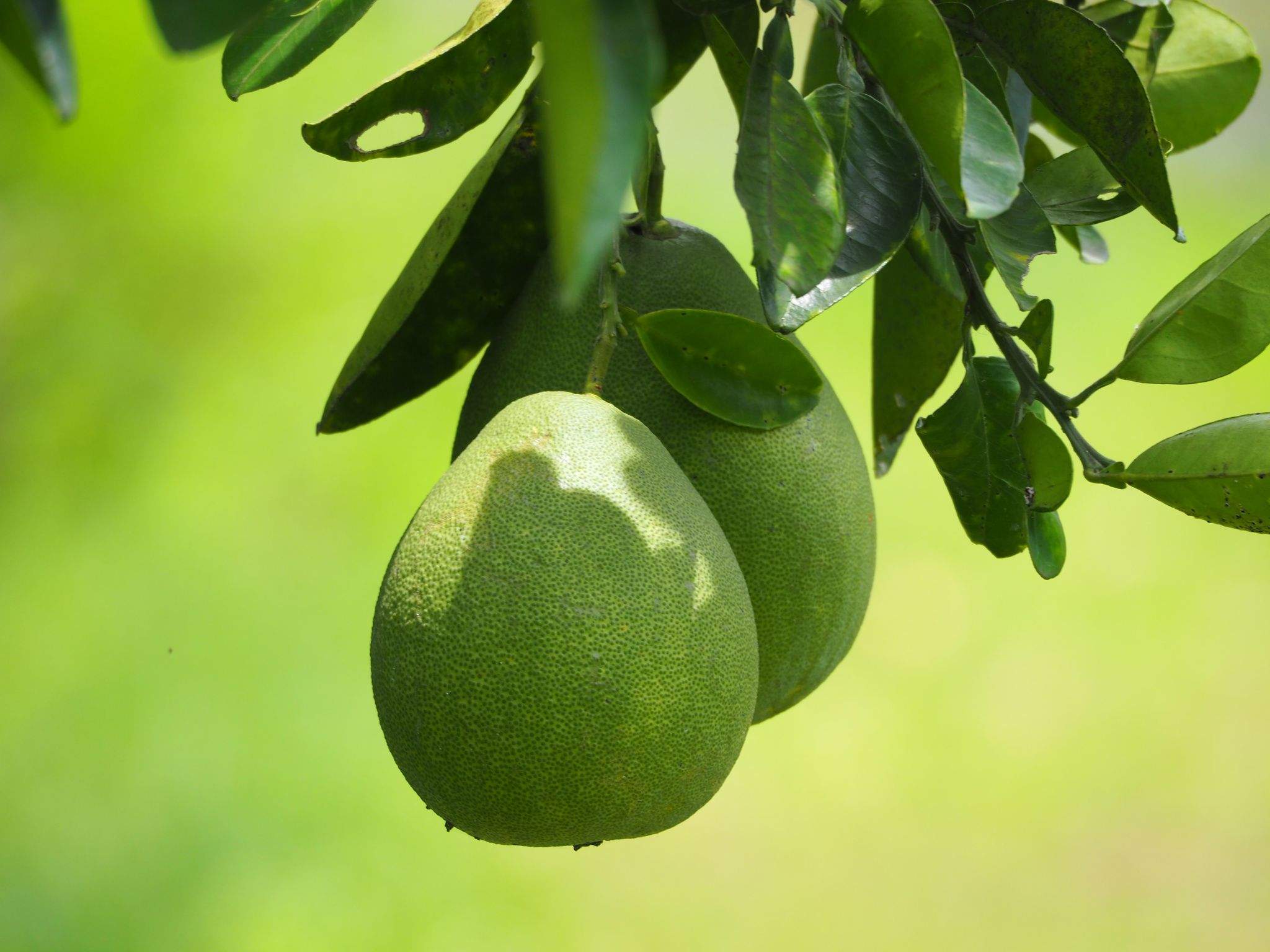 Citrus maxima