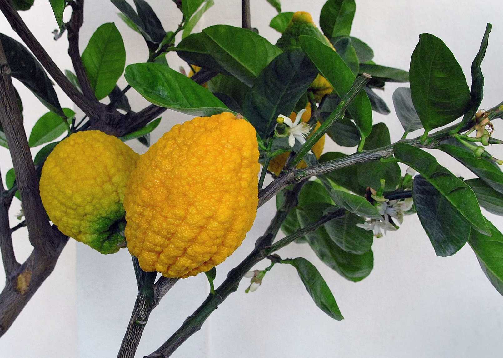 Citrus medica