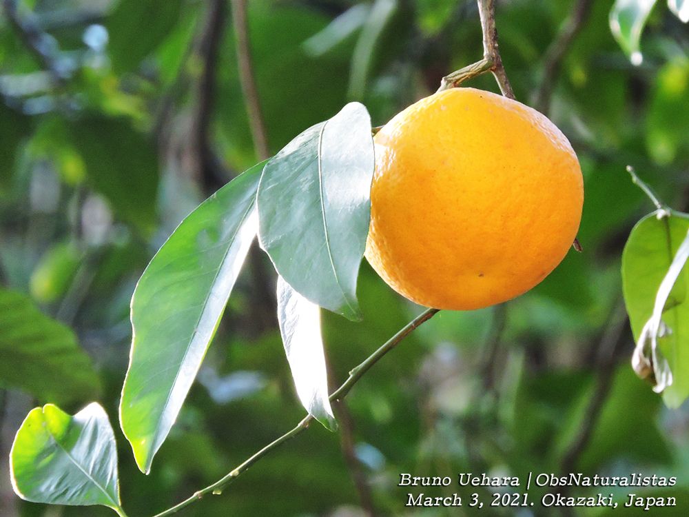 Citrus natsudaidai