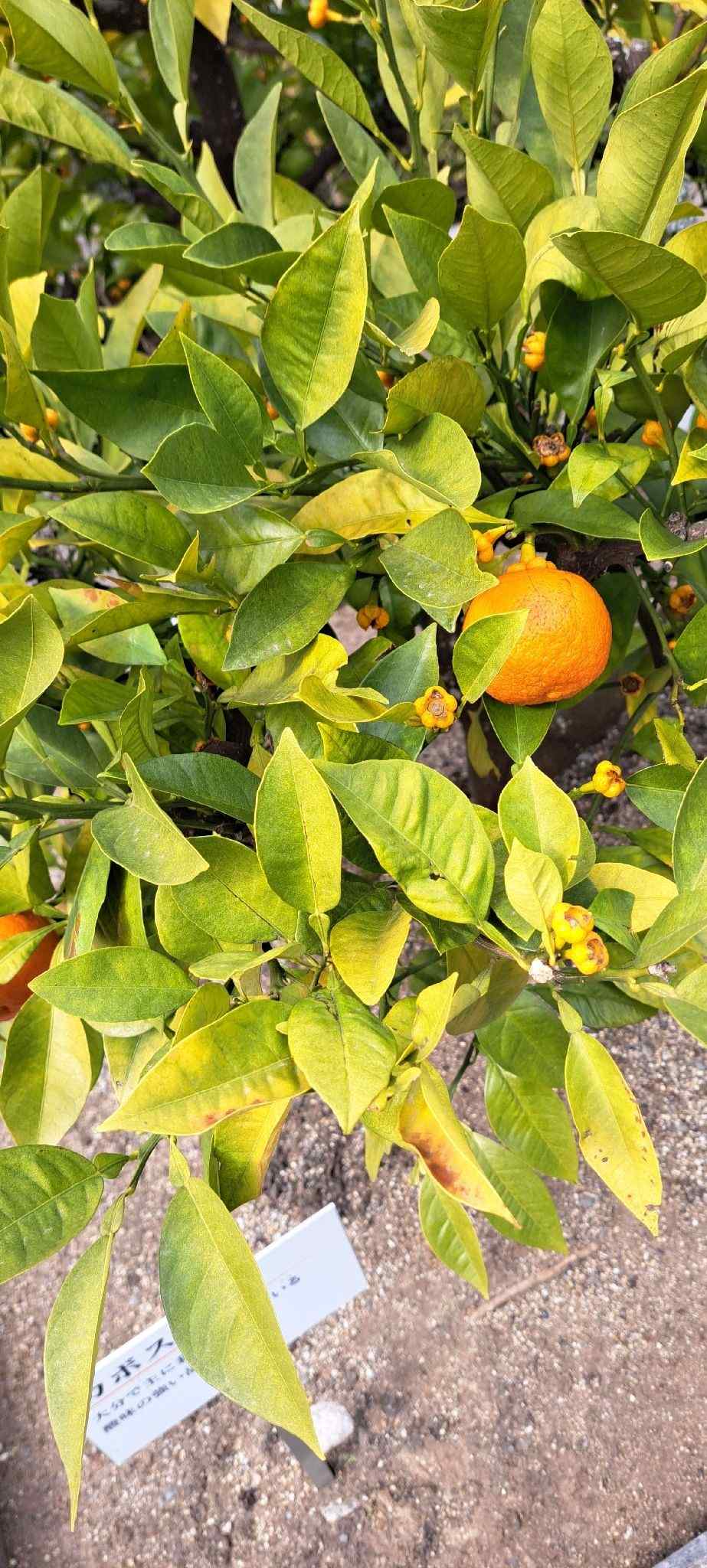 Citrus sphaerocarpa