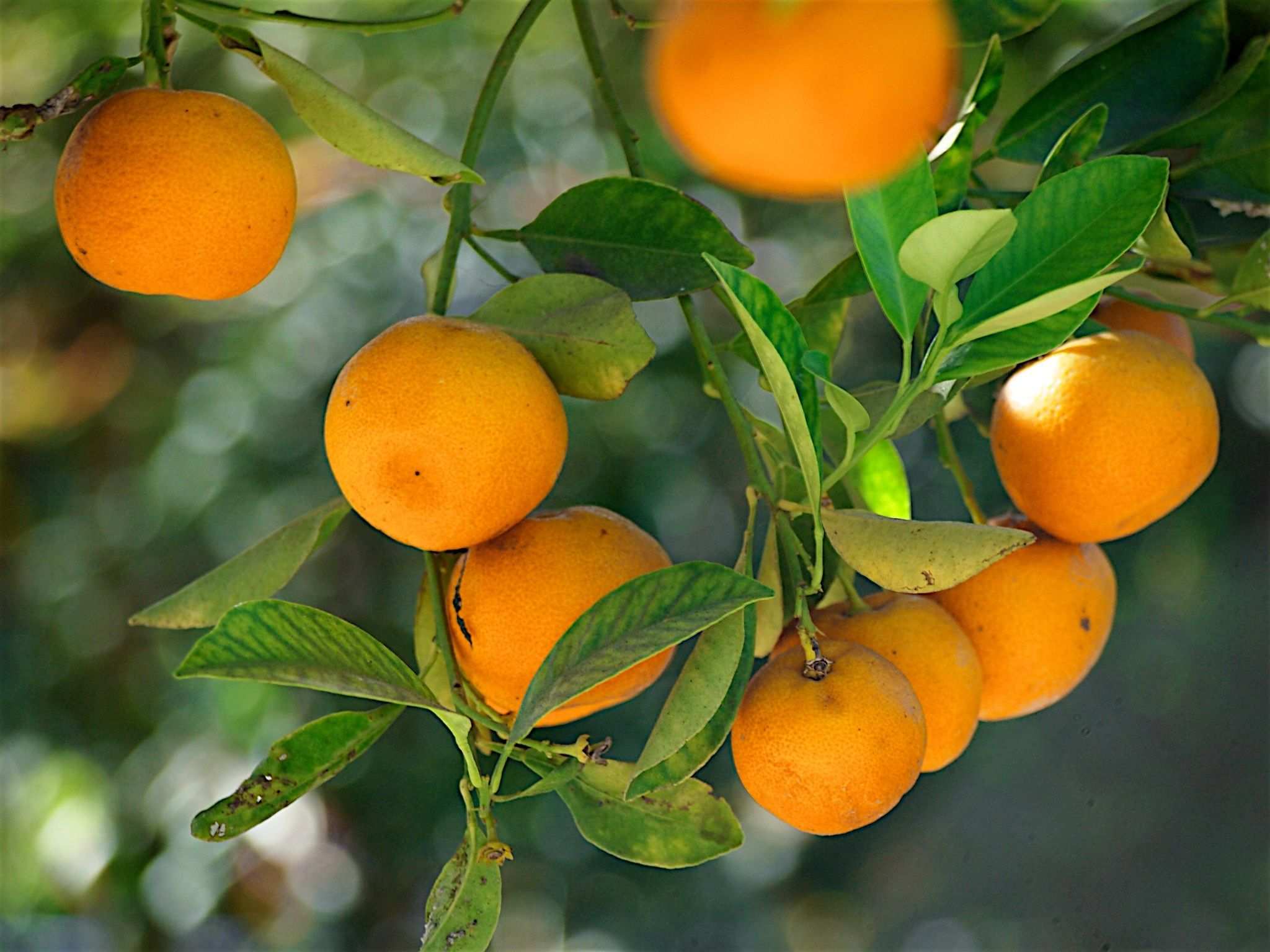 Citrus tangerina