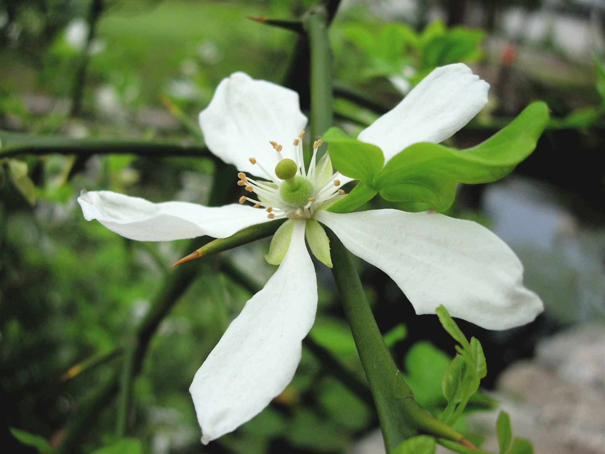 Citrus trifoliata