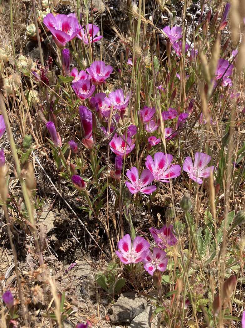 Clarkia amoena