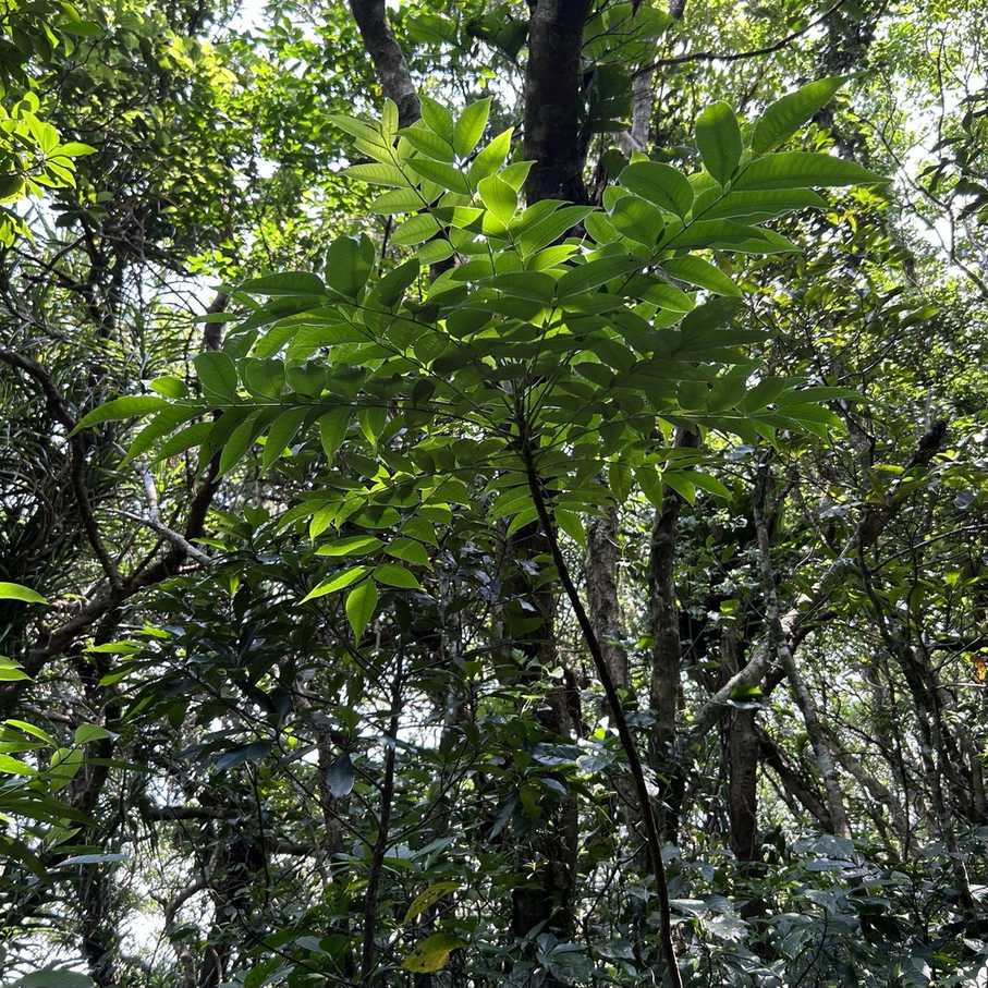Clausena anisum-olens