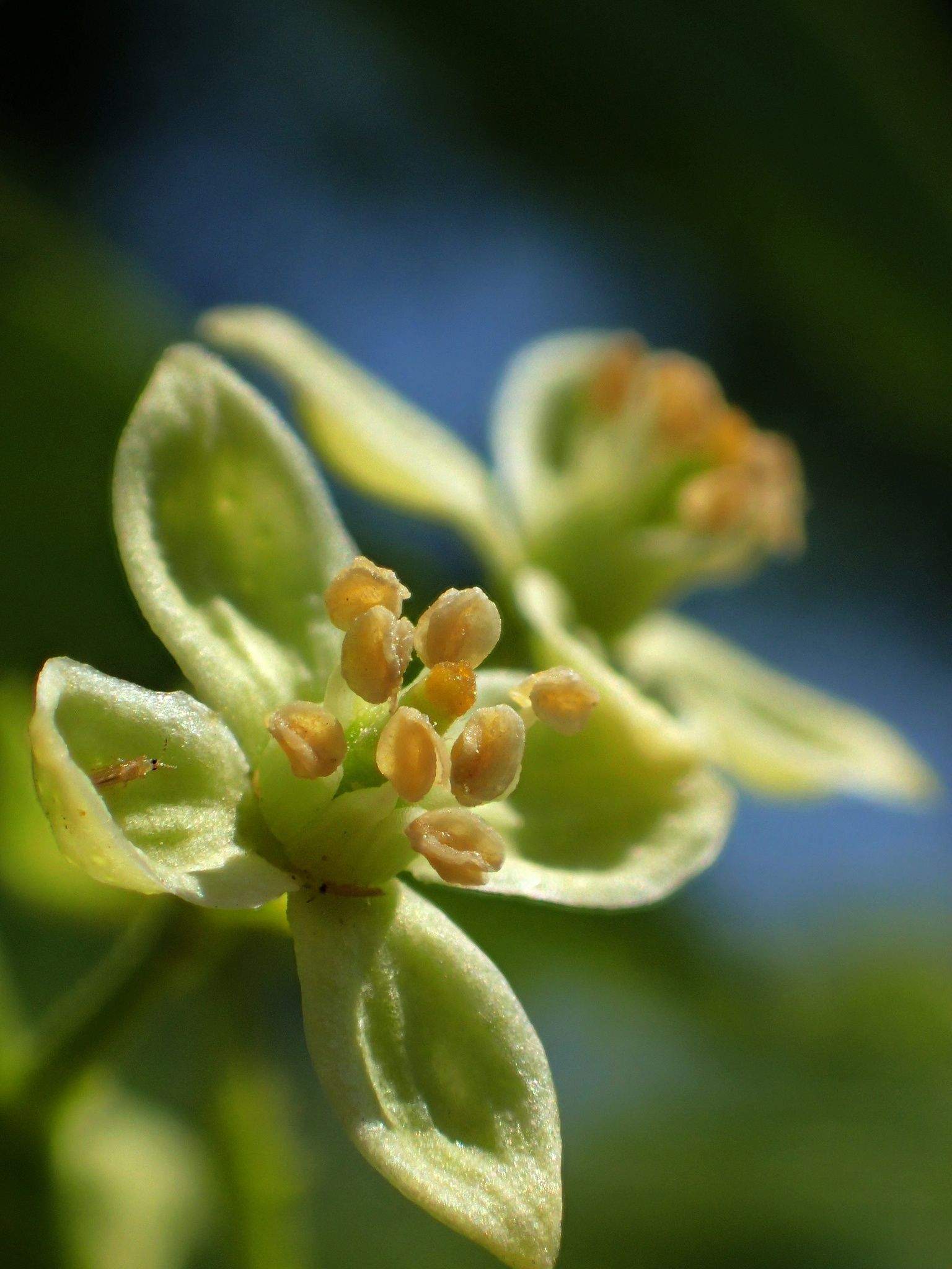 Clausena excavata