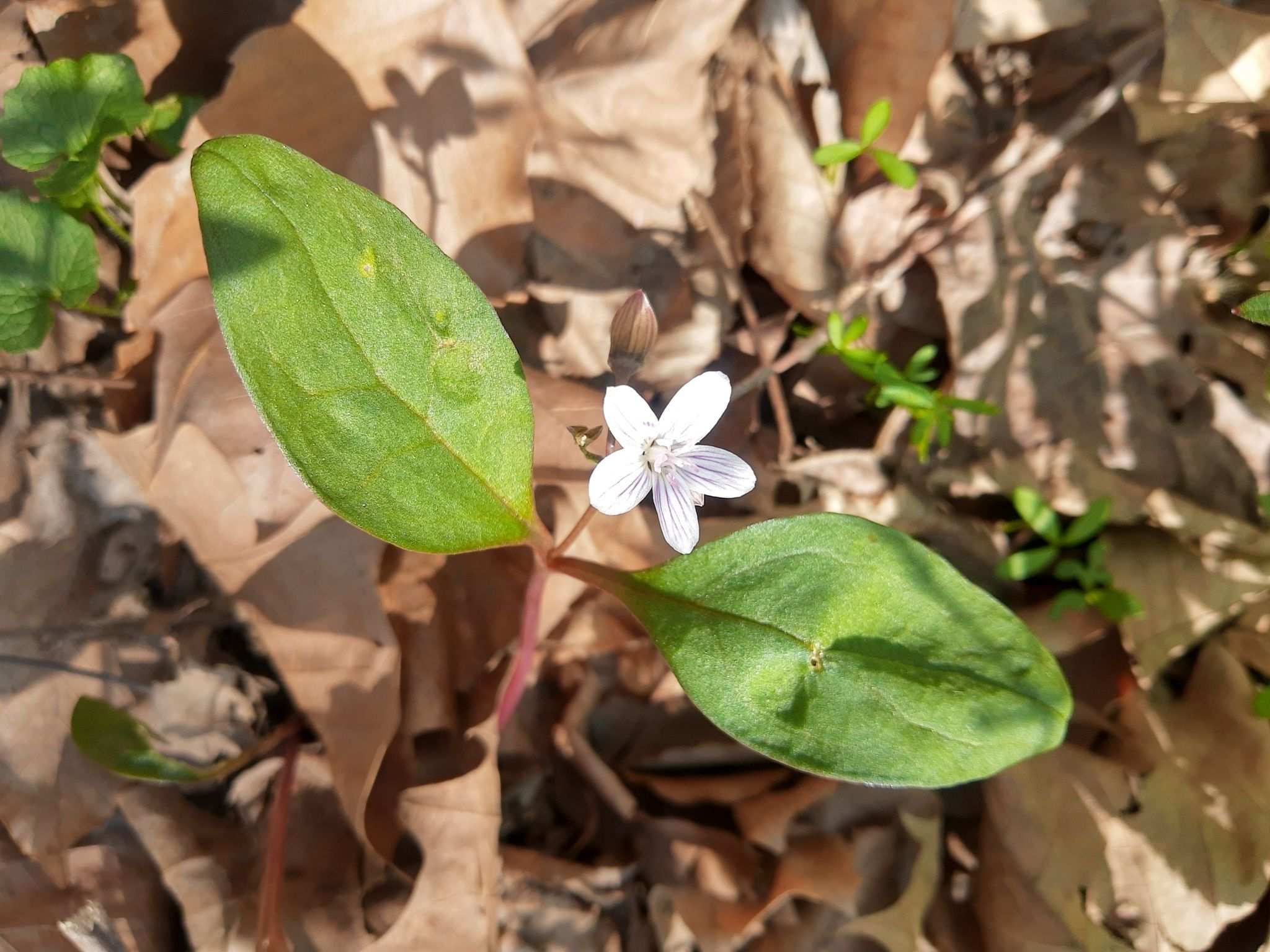 Claytonia caroliniana