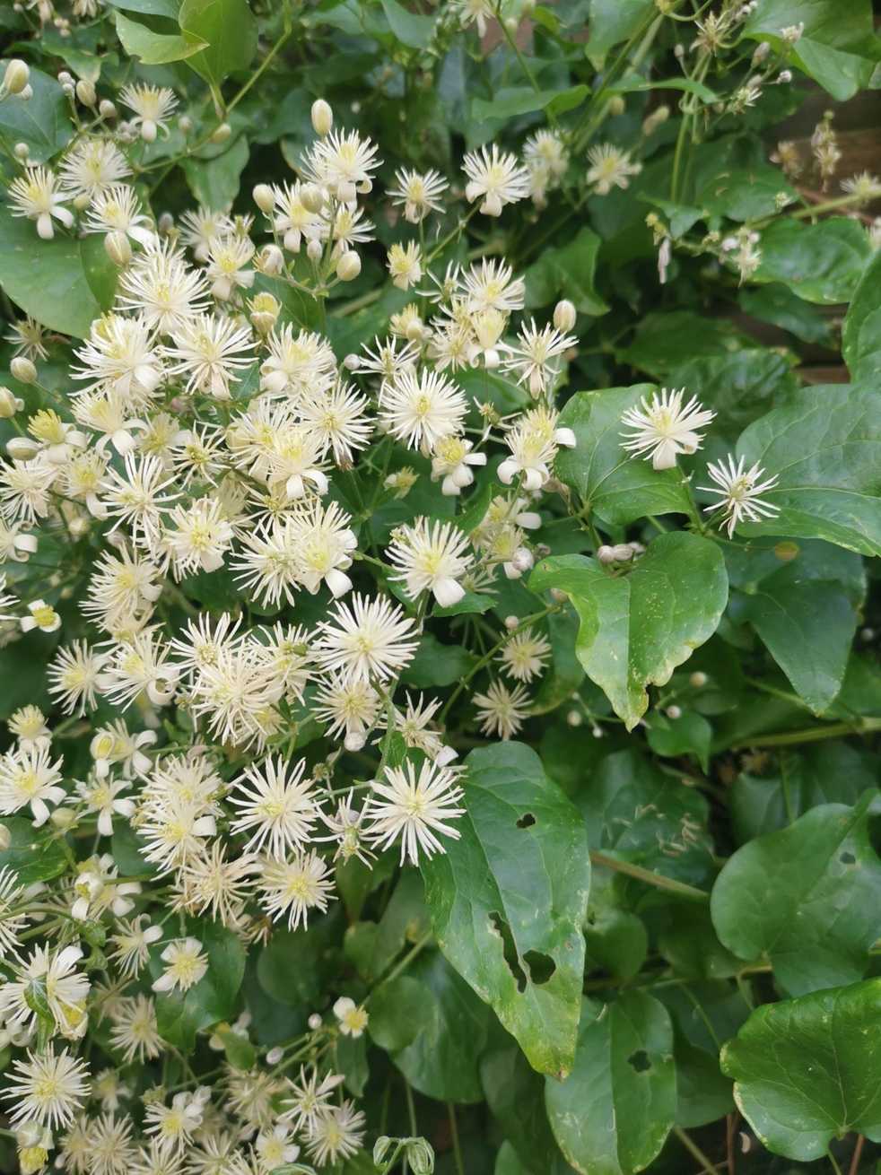 Clematis