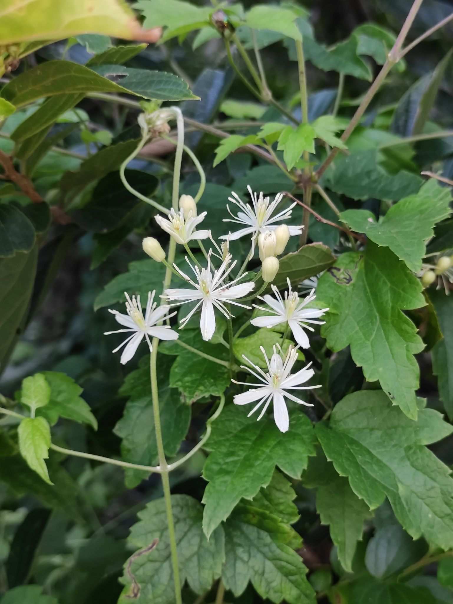 Clematis apiifolia