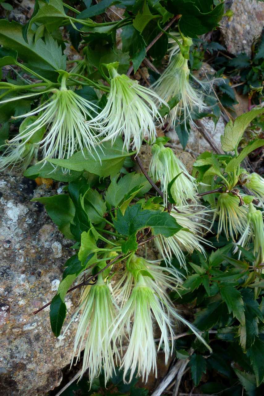 Clematis cirrhosa