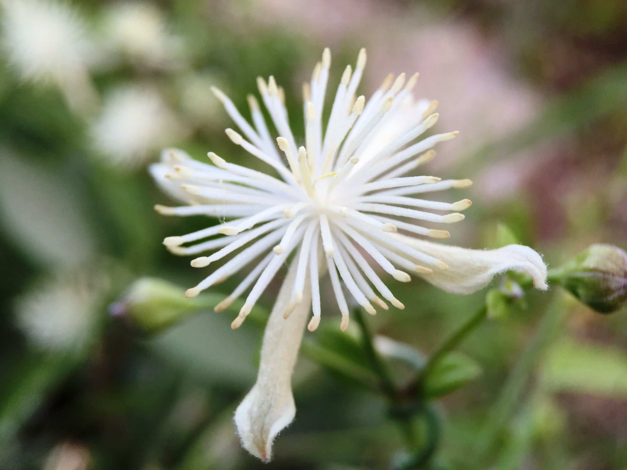 Clematis drummondii
