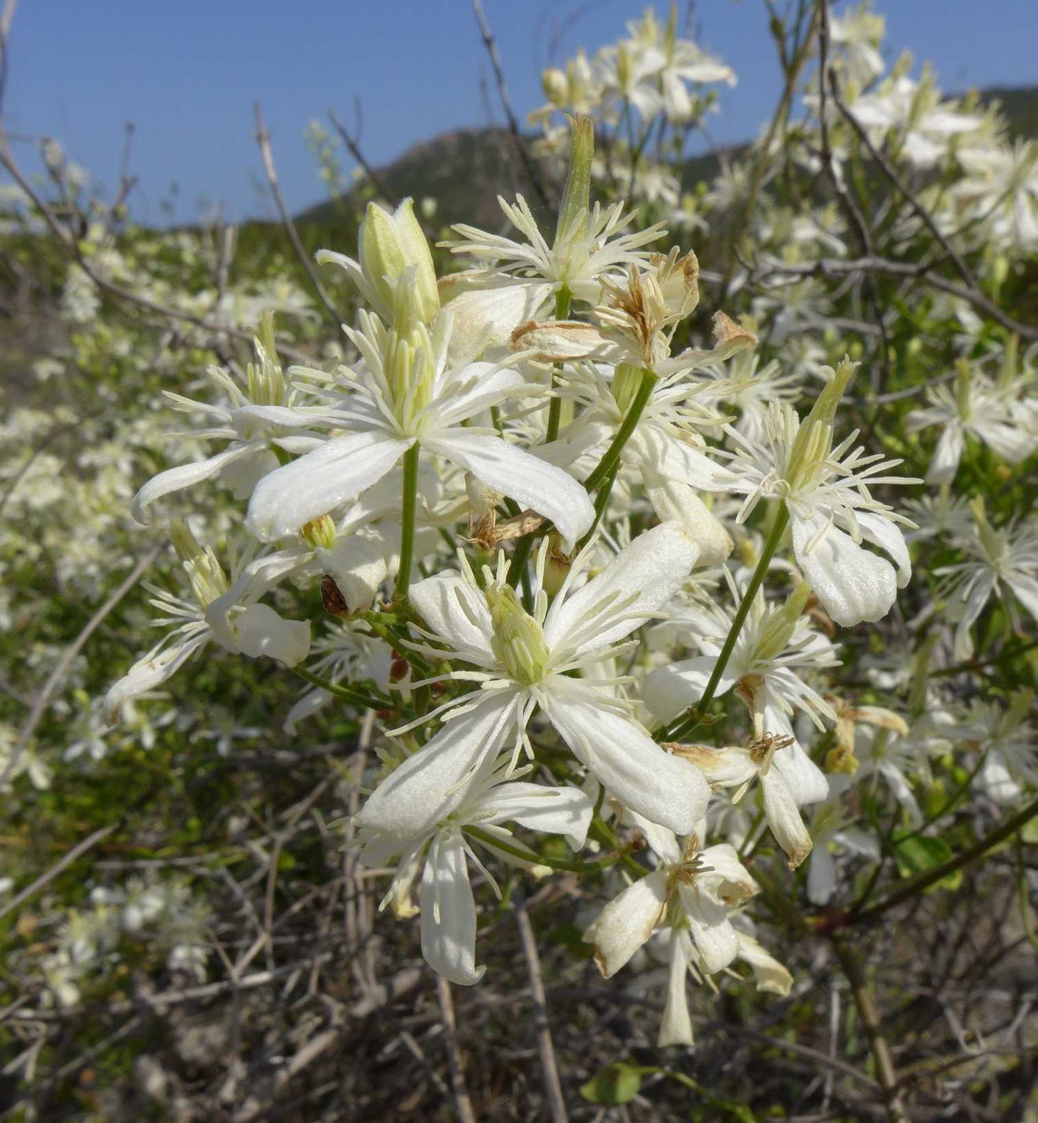 Clematis flammula