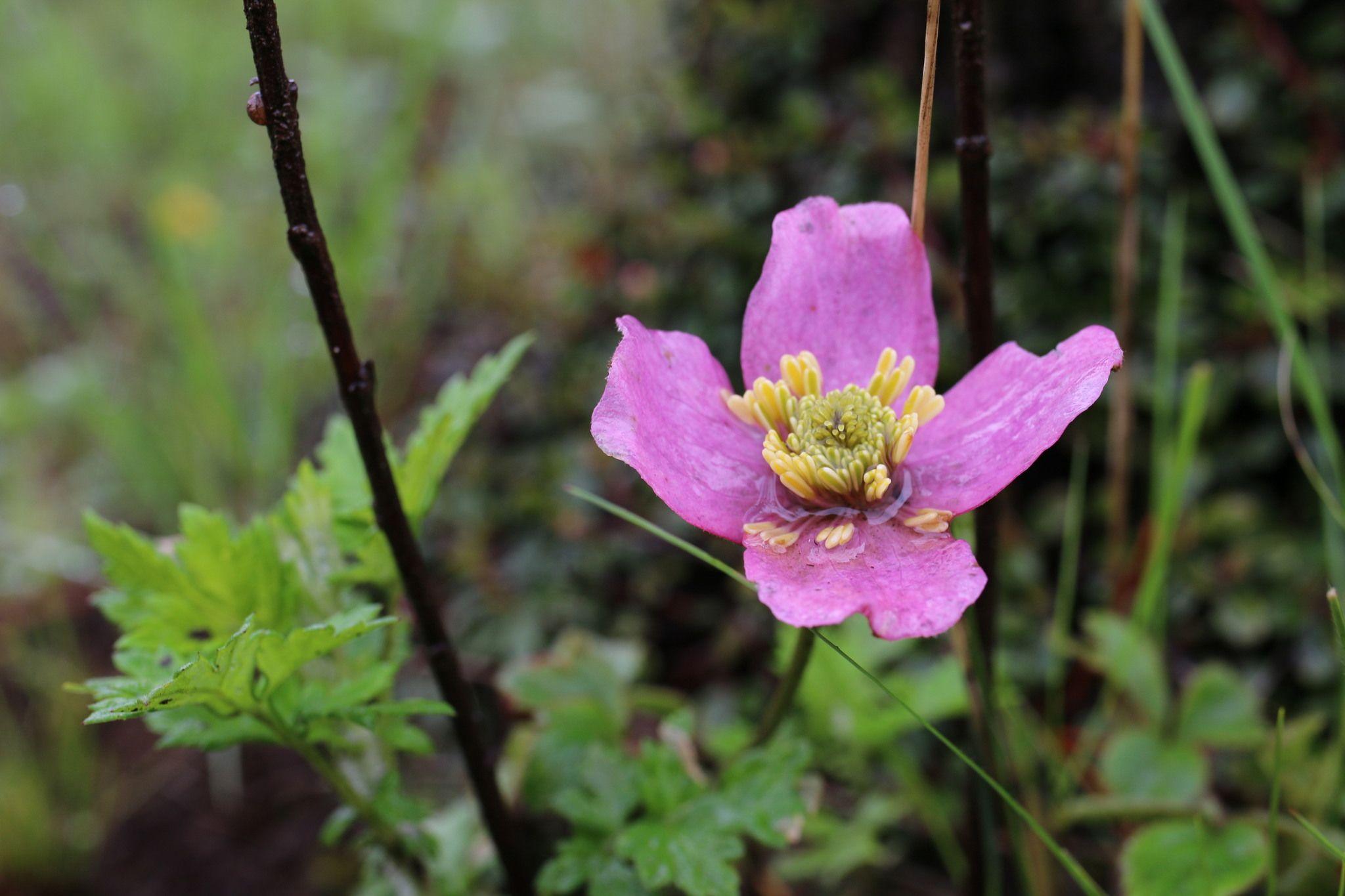 Clematis sp.