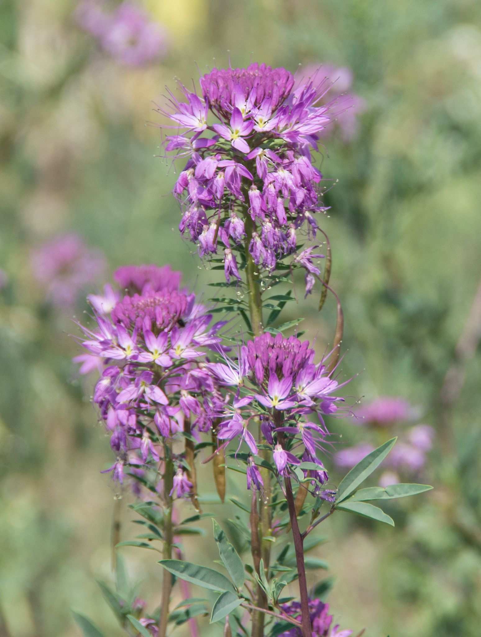 Cleomella serrulata