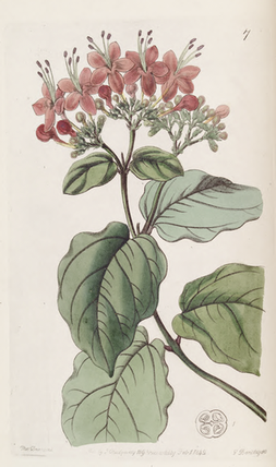 Clerodendrum sp.