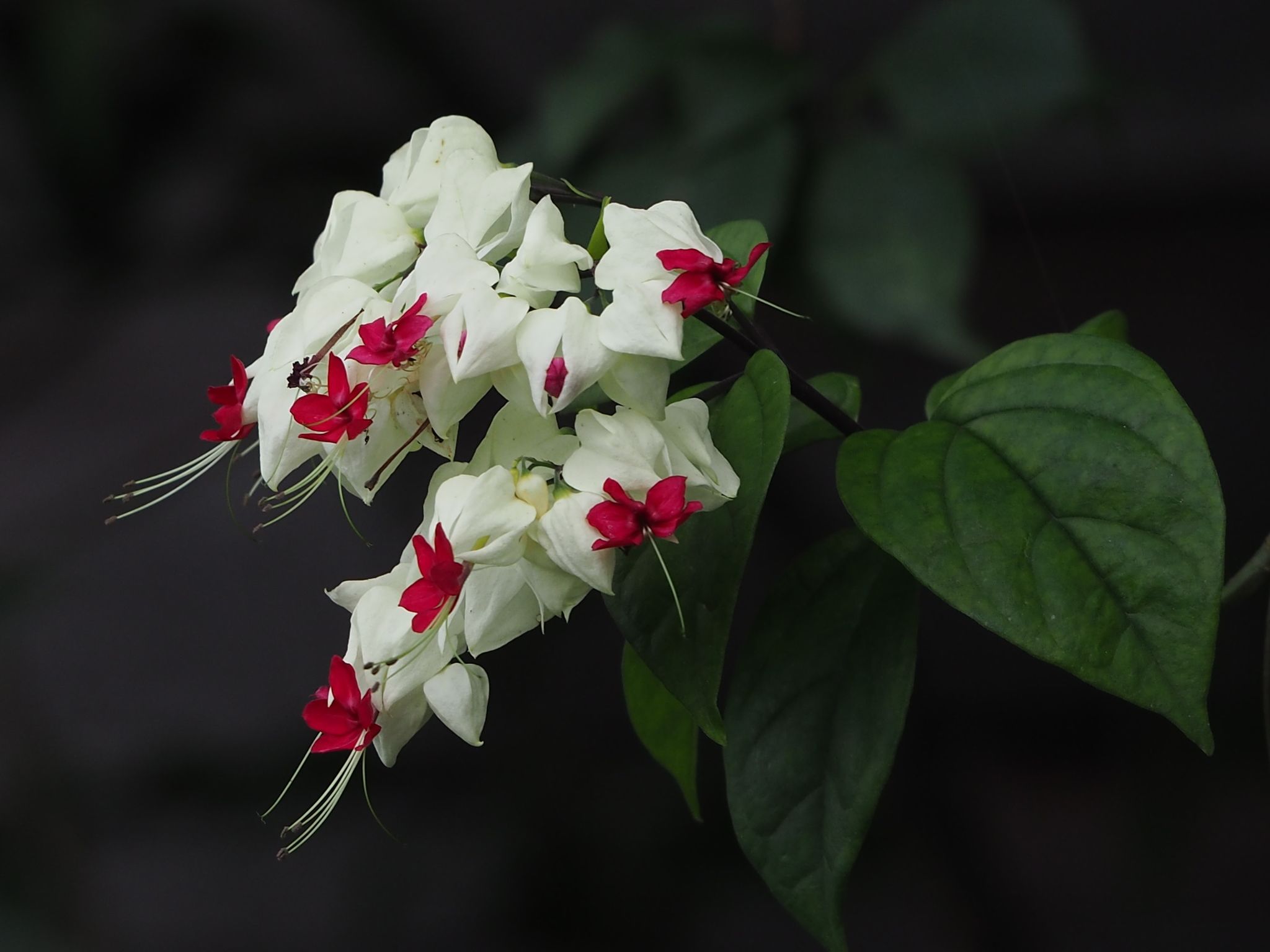 Clerodendrum thomsoniae