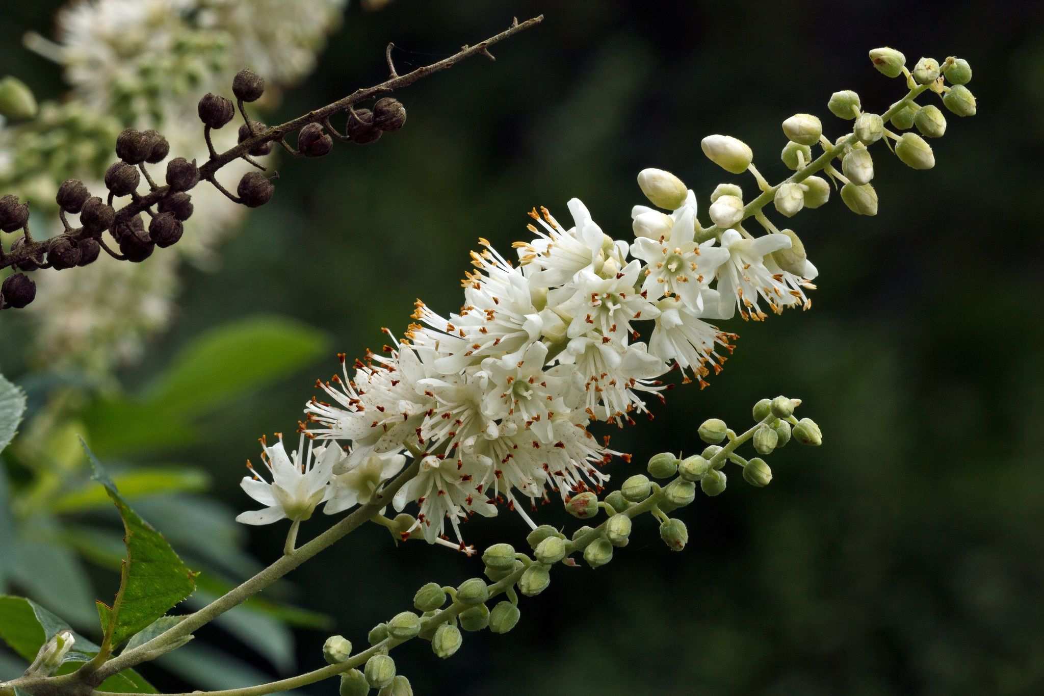 Clethra alnifolia