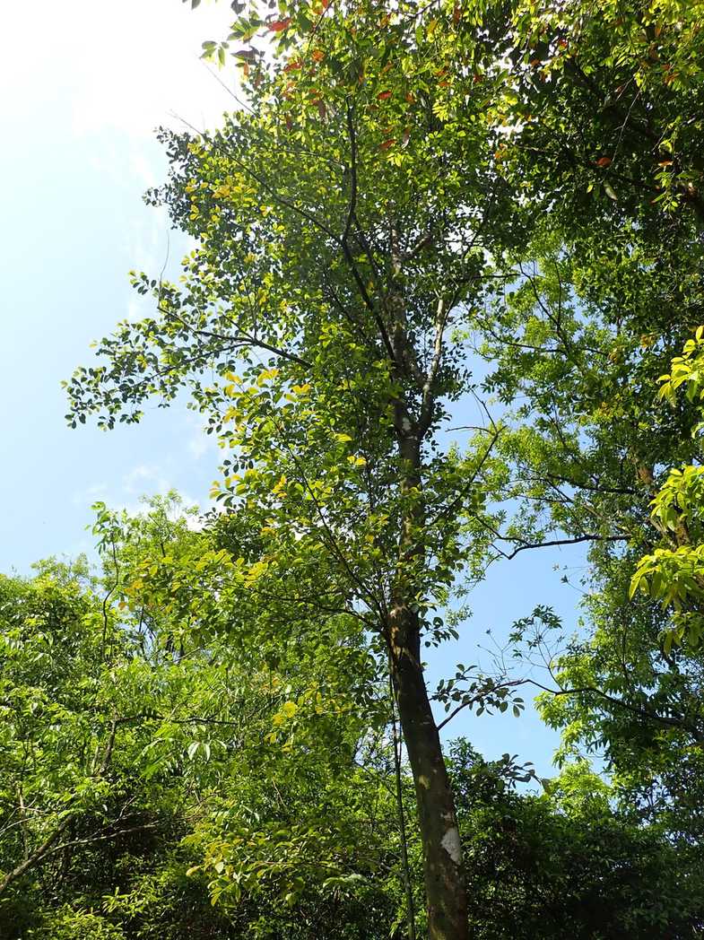 Cleyera japonica