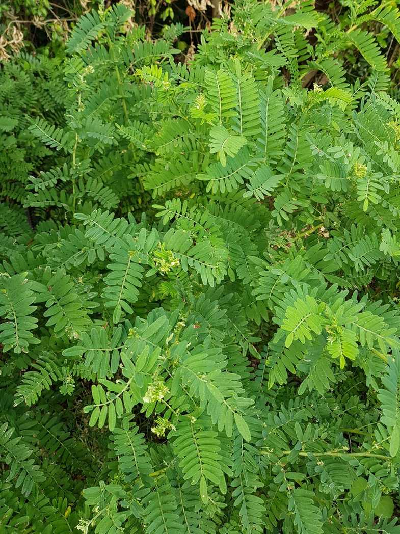Clianthus puniceus