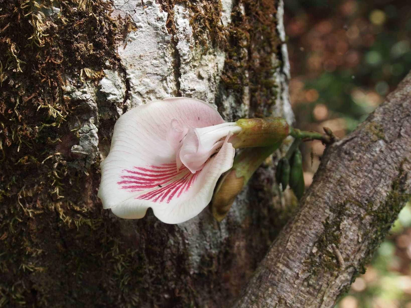 Clitoria javitensis