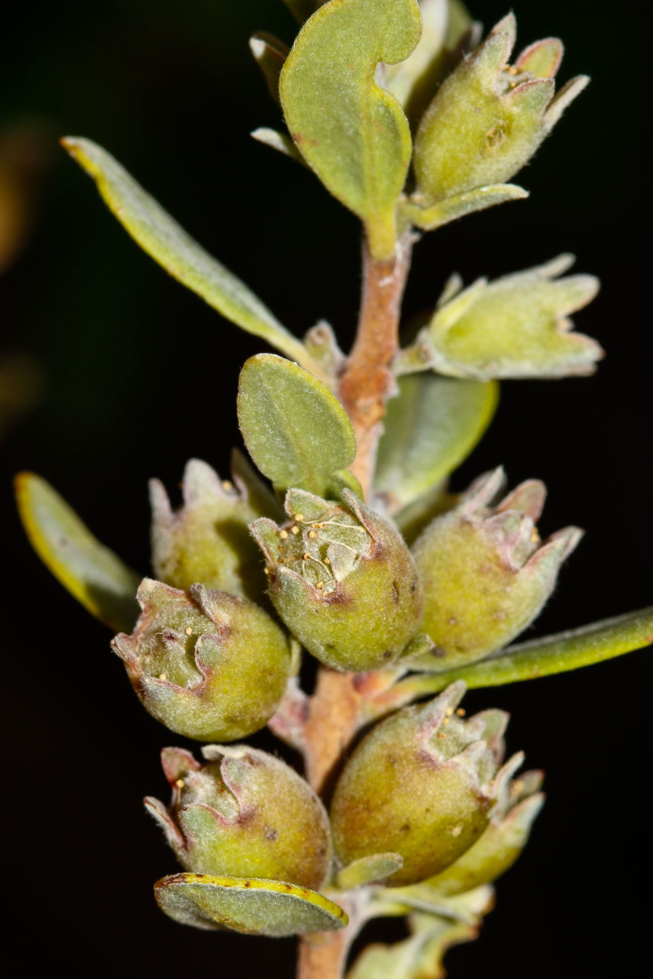 Cloezia artensis