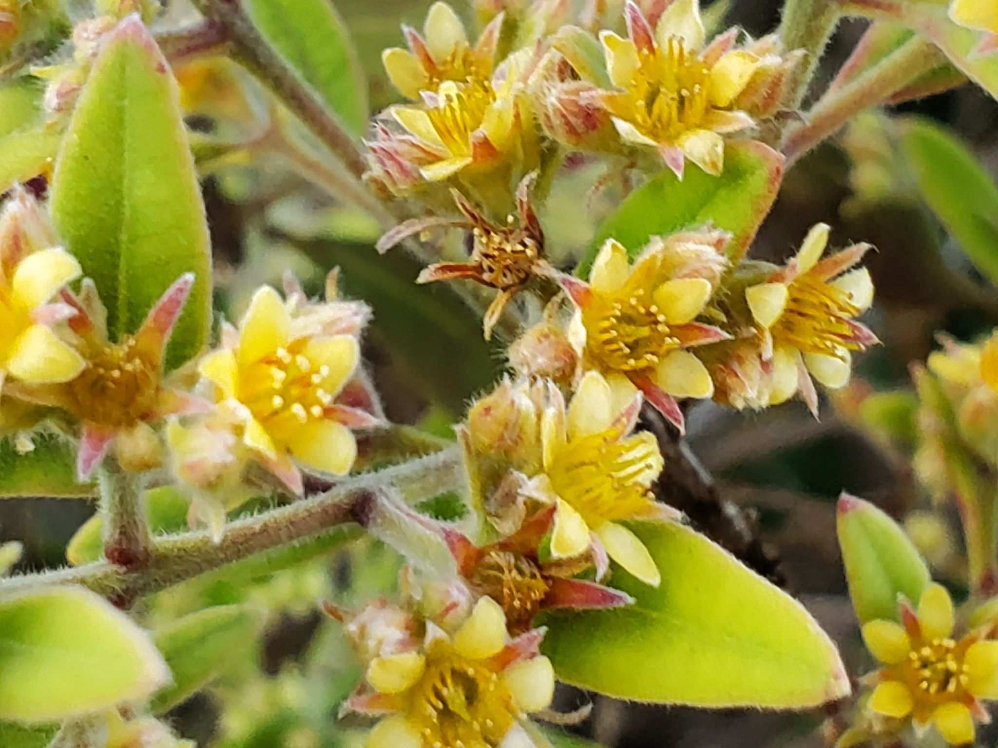 Cloezia floribunda