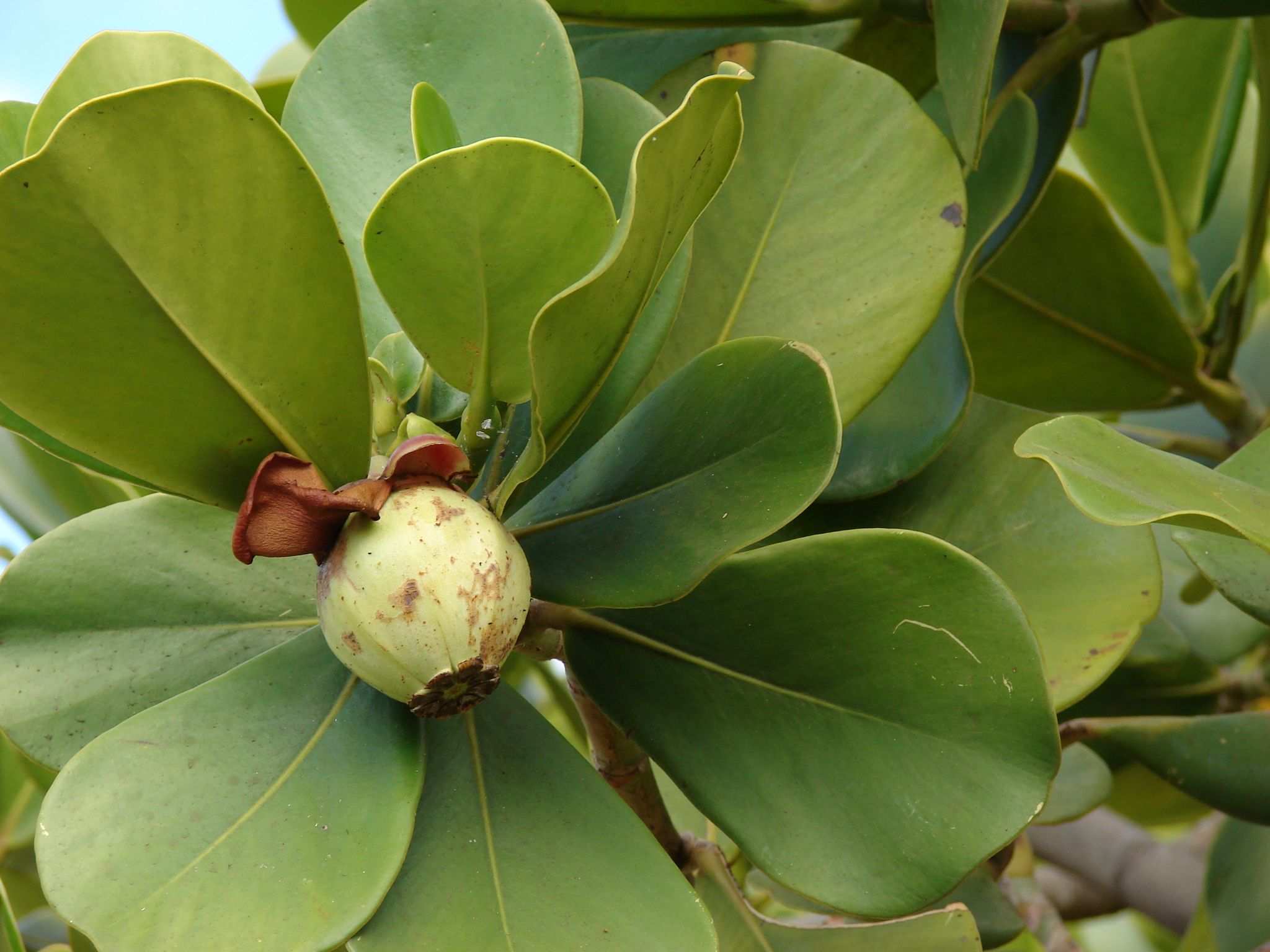 Clusia rosea