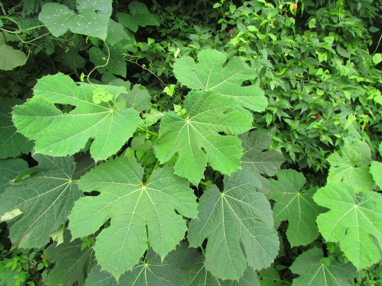 Cnidoscolus sp.