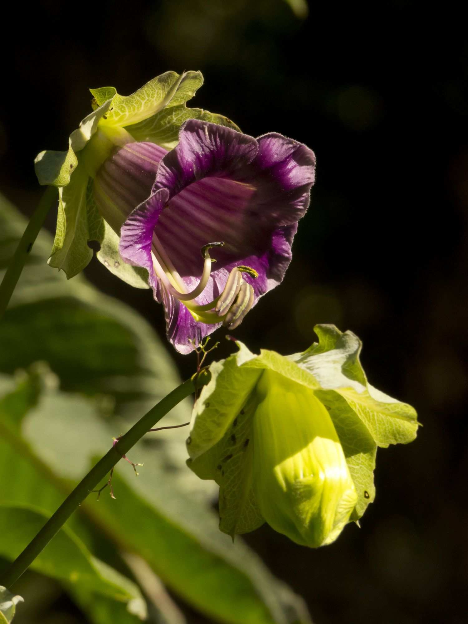 Cobaea scandens