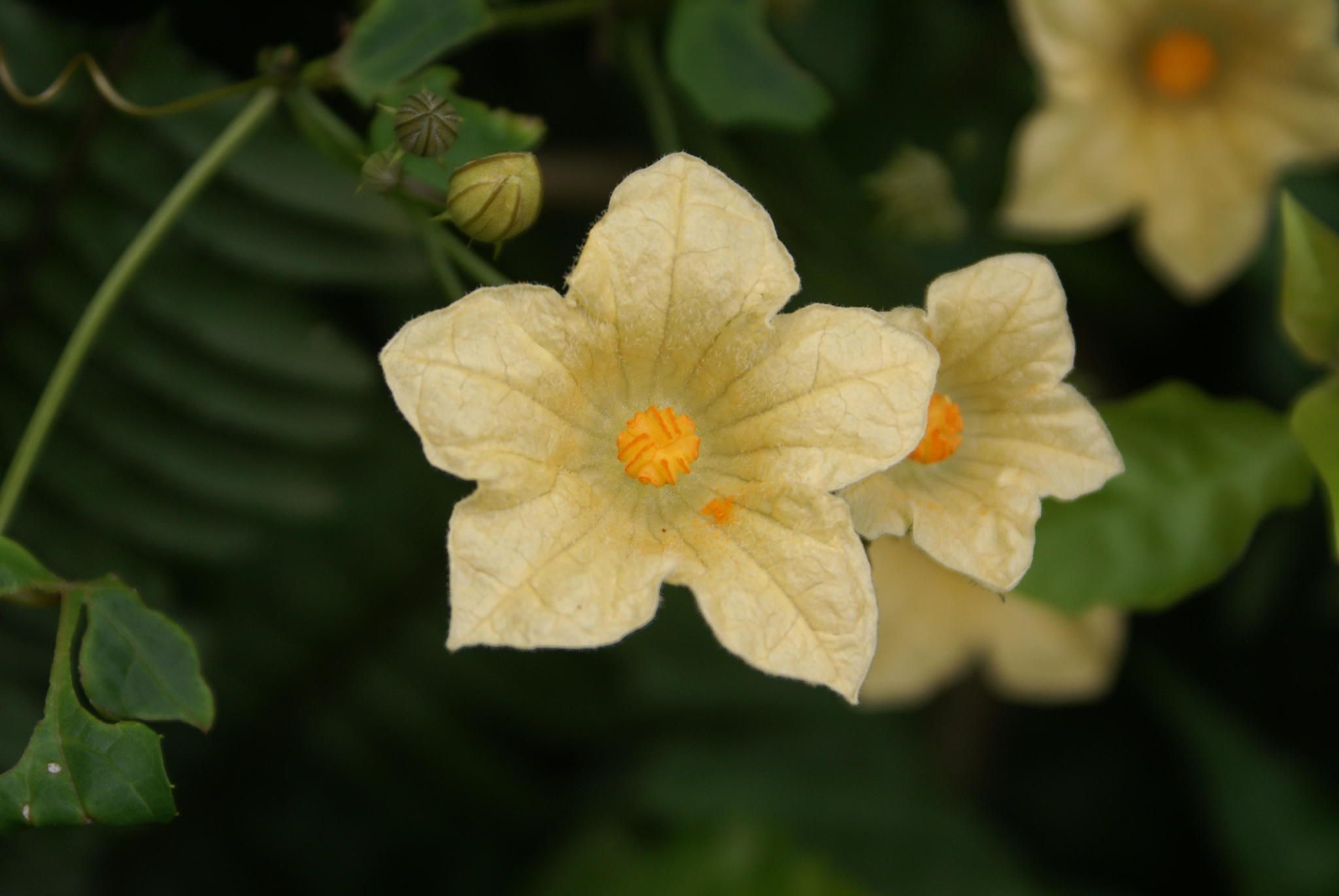 Coccinia palmata