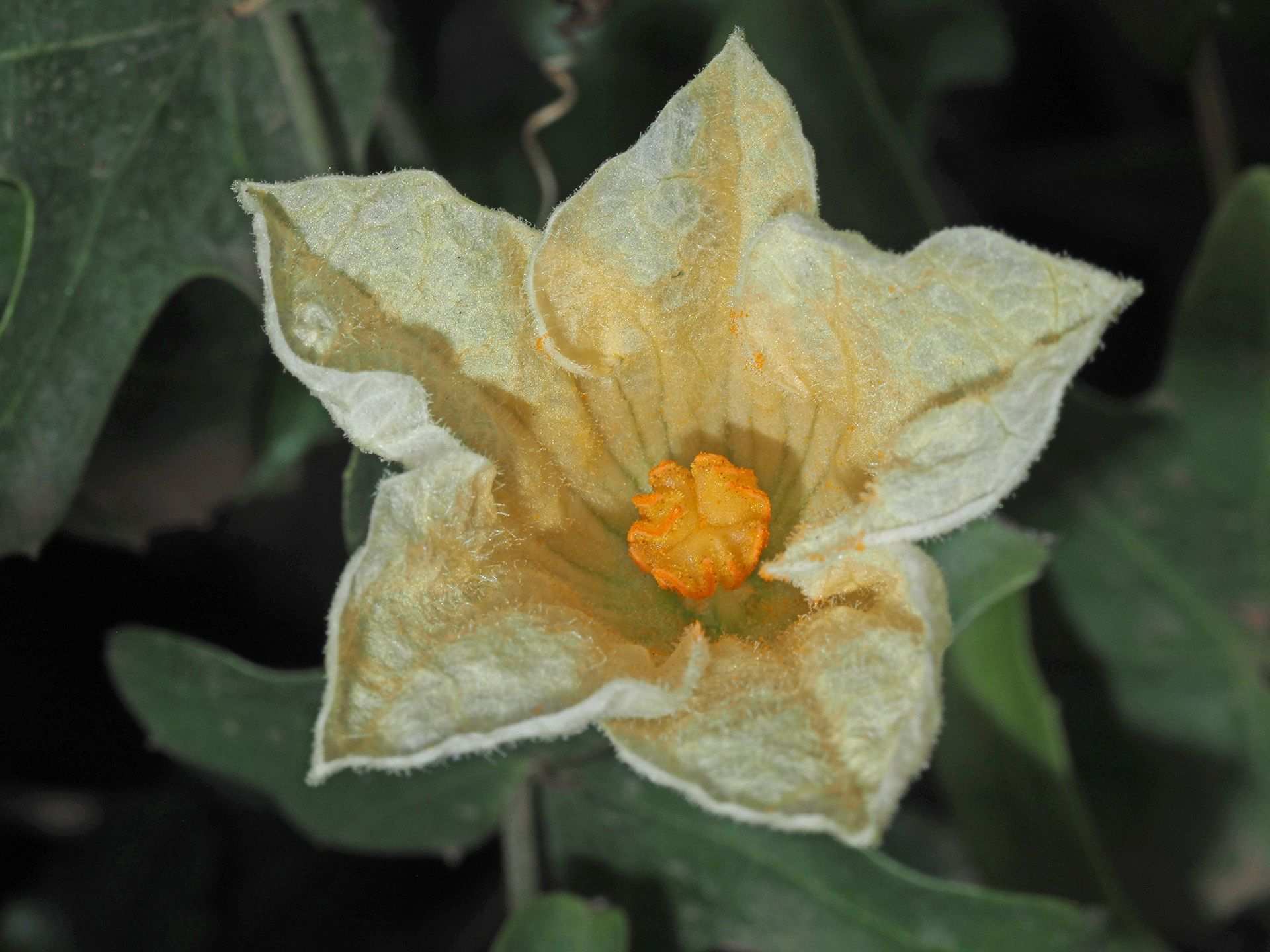 Coccinia quinqueloba