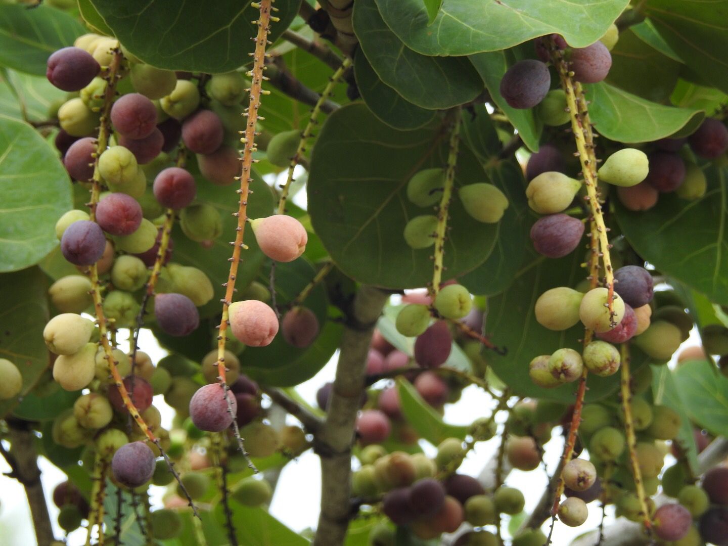 Coccoloba uvifera