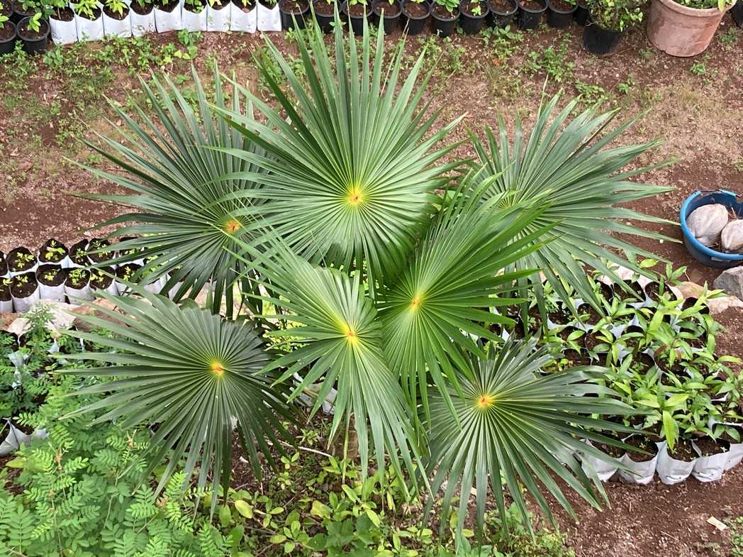 Coccothrinax barbadensis