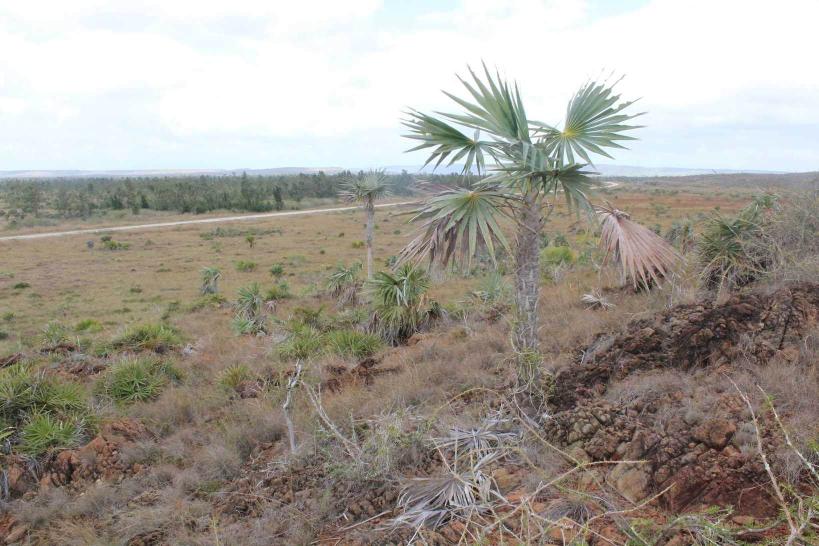 Coccothrinax macroglossa