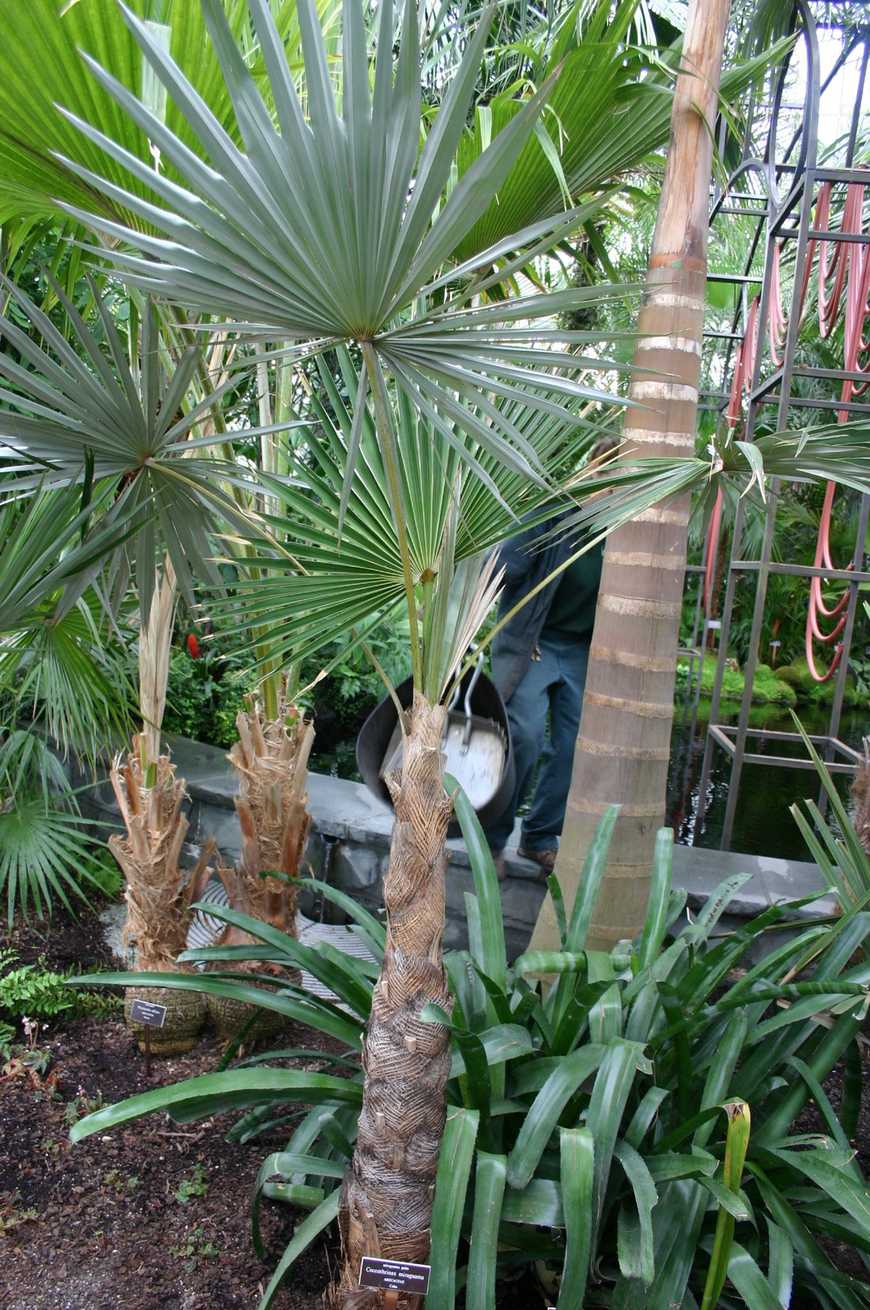 Coccothrinax miraguama