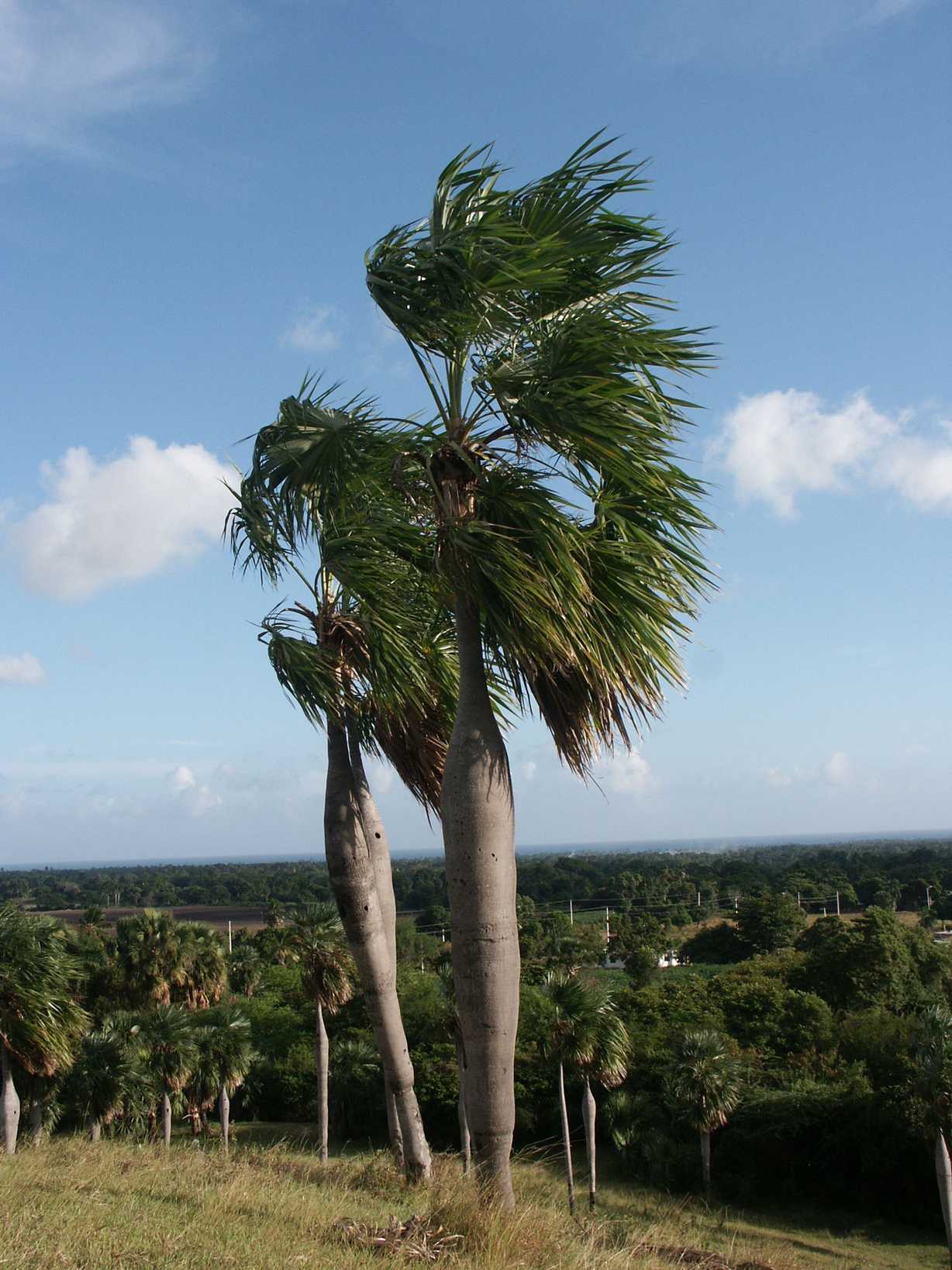 Coccothrinax sp.