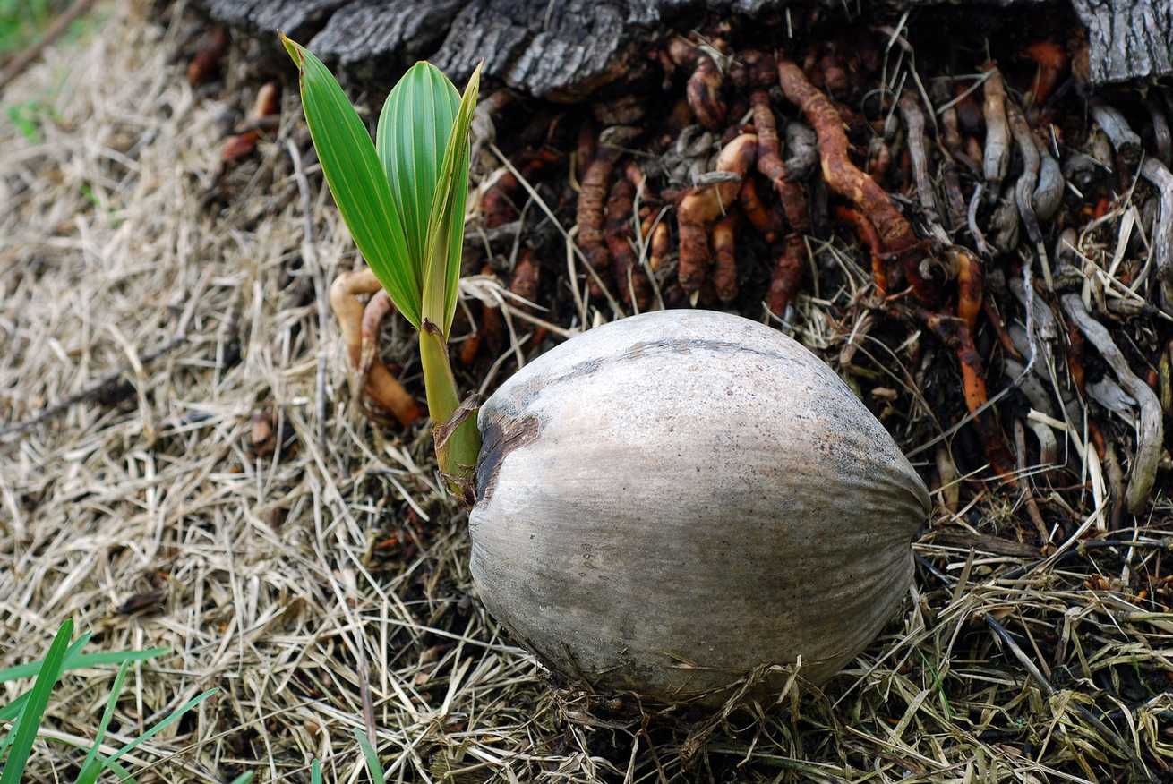Cocos nucifera