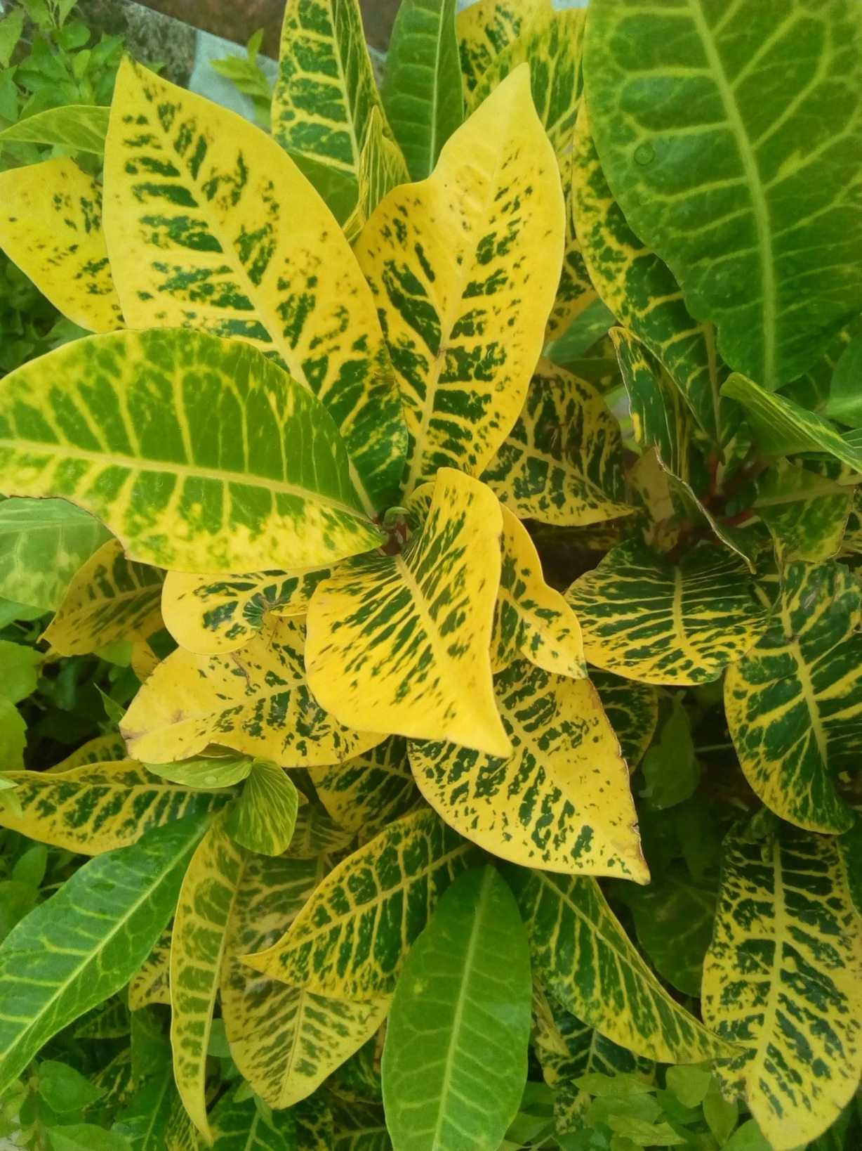 Codiaeum variegatum
