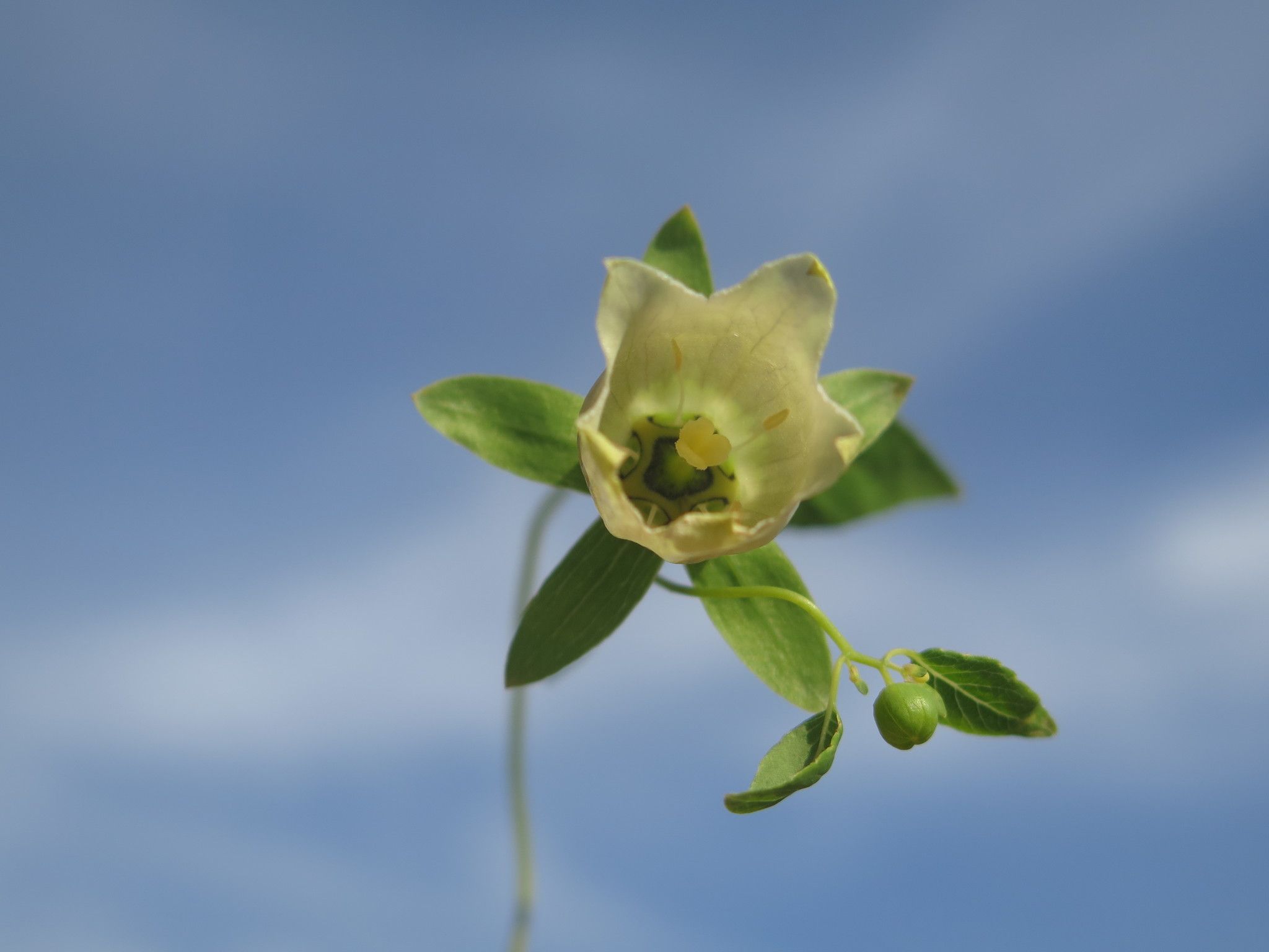 Codonopsis pilosula