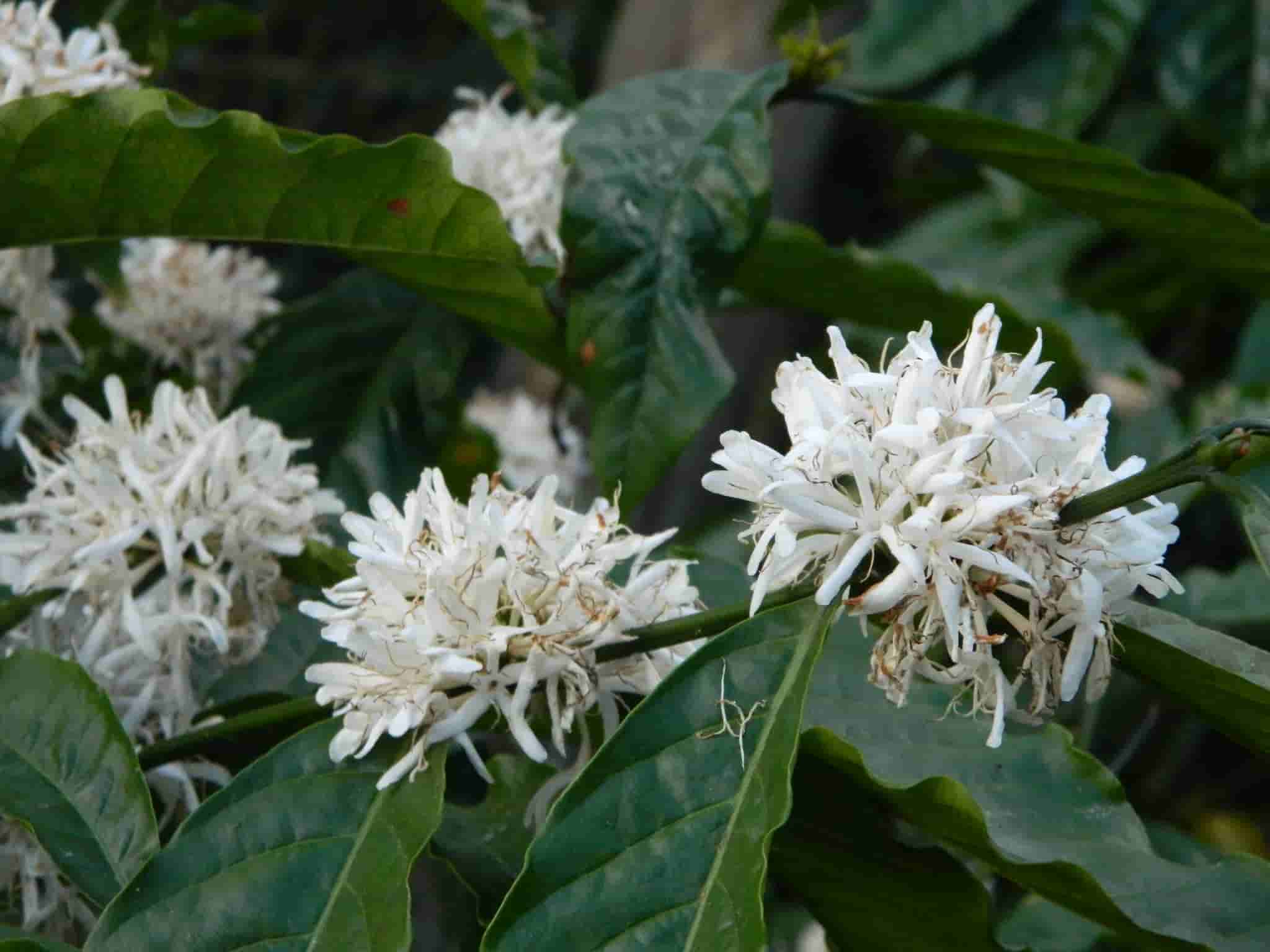 Coffea arabica