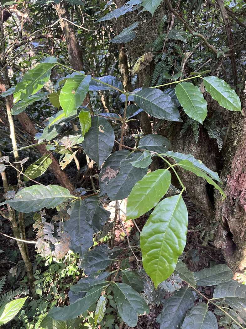 Coffea eugenioides