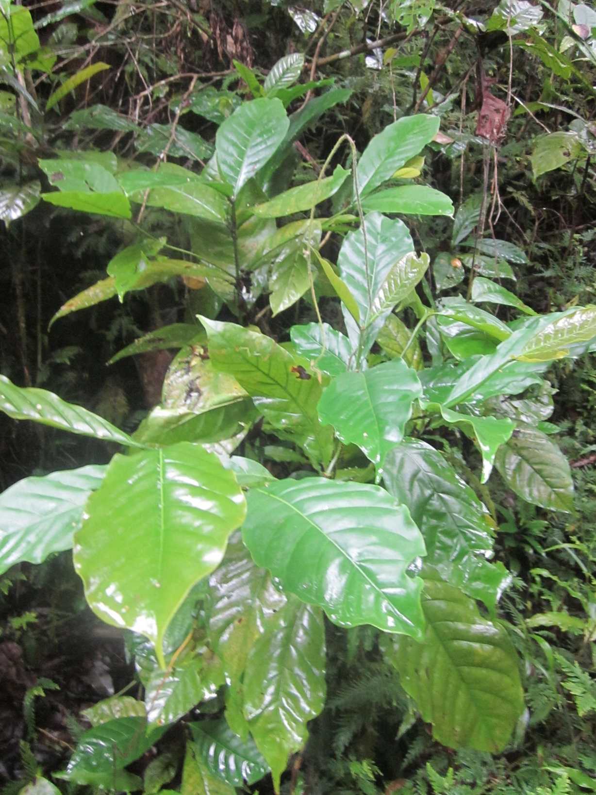 Coffea liberica