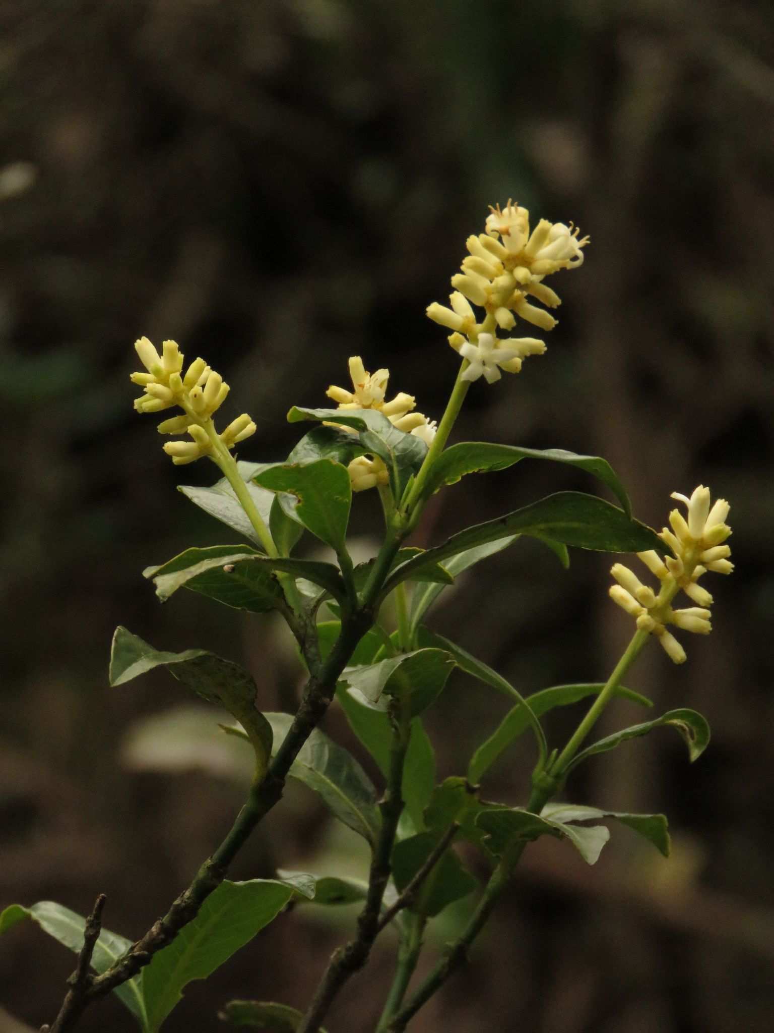 Coffea sp.