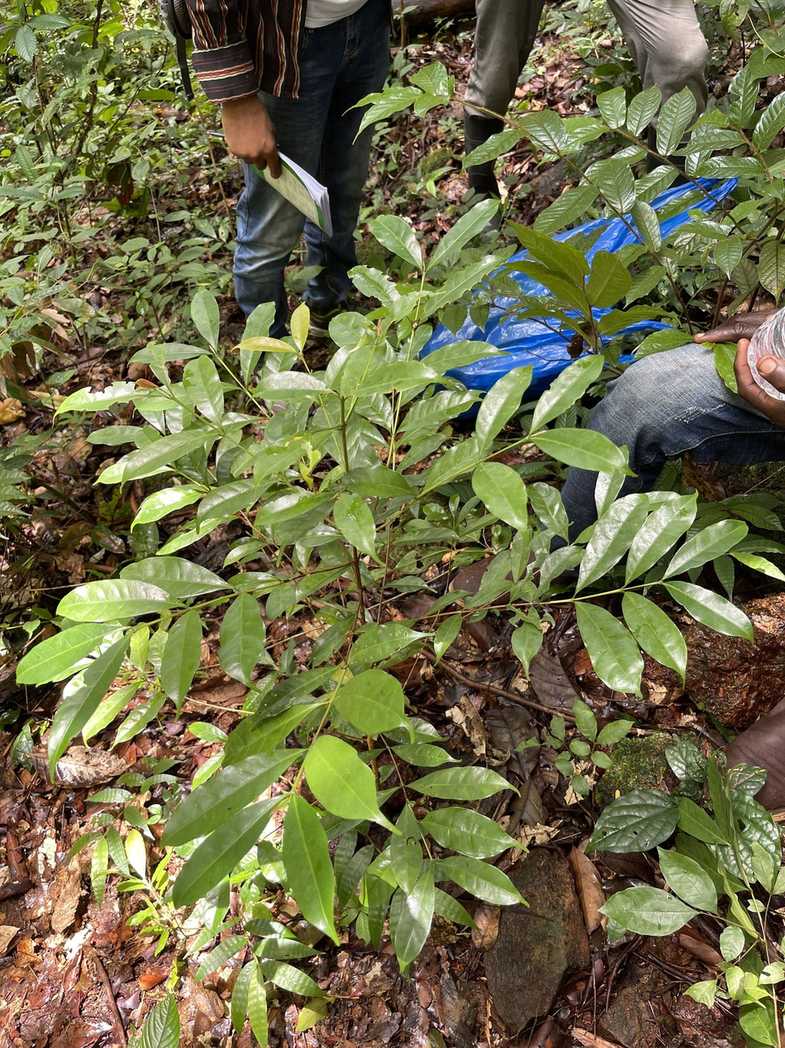 Coffea stenophylla