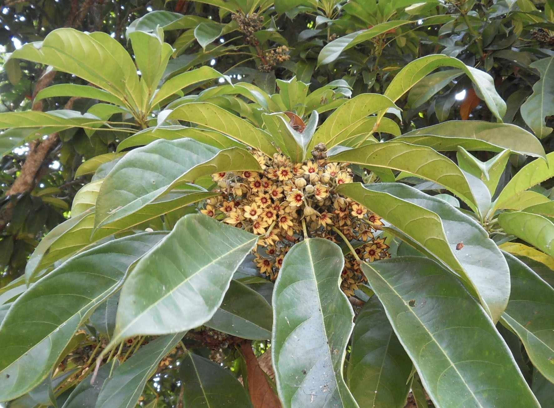 Cola acuminata