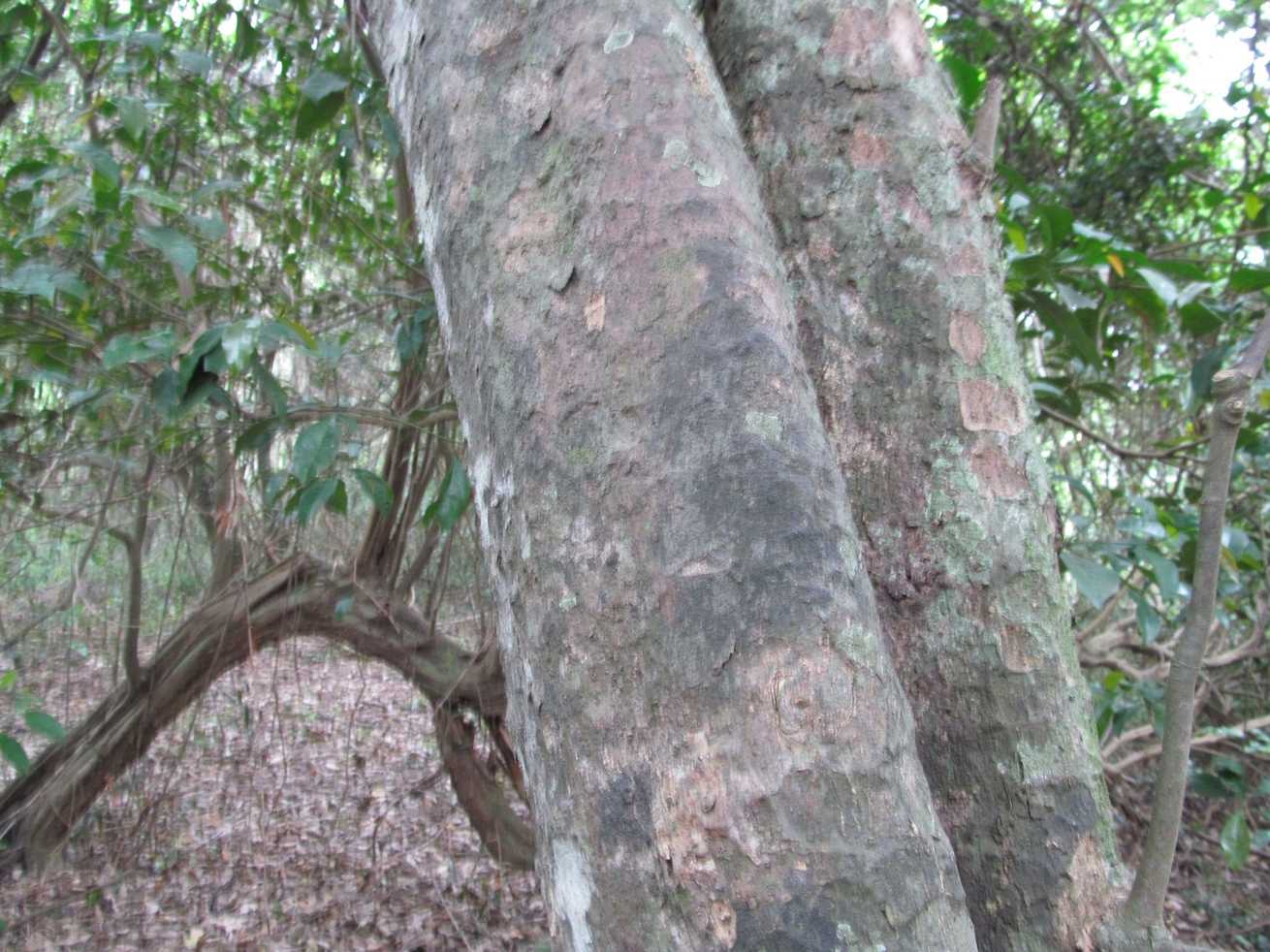 Cola natalensis