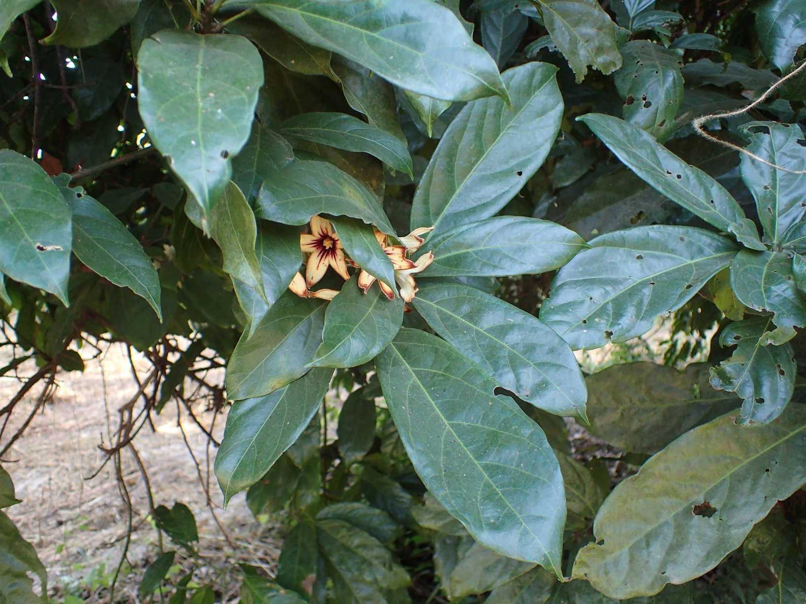 Cola nitida