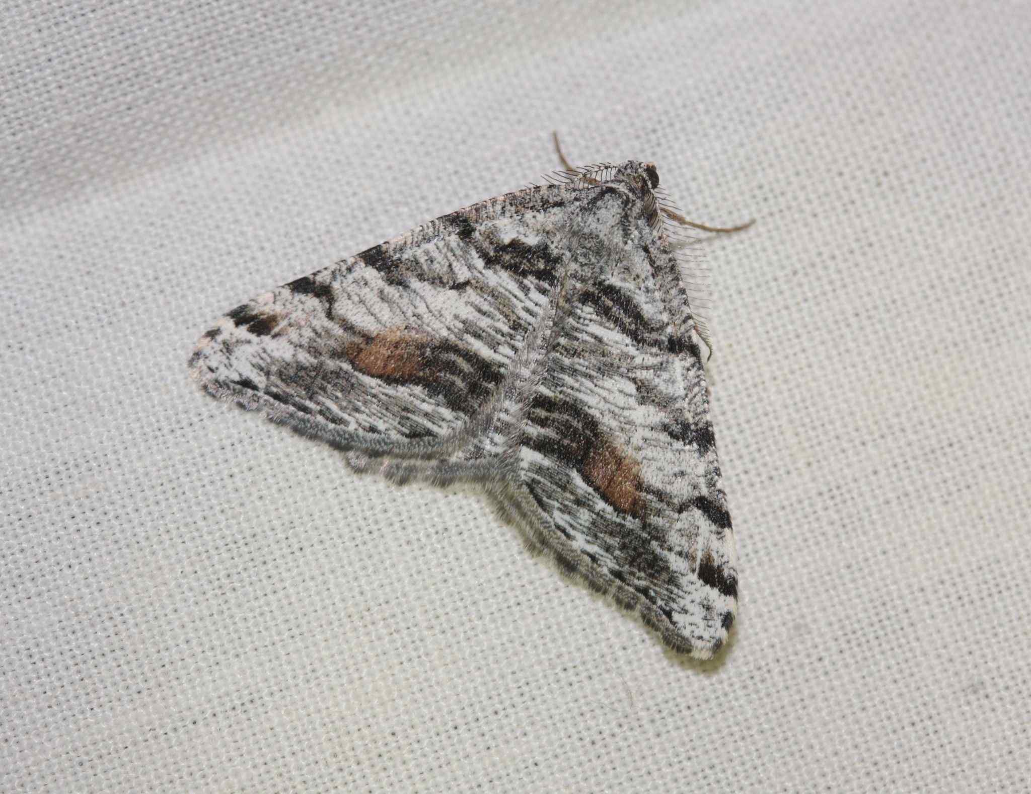 Cola sp.
