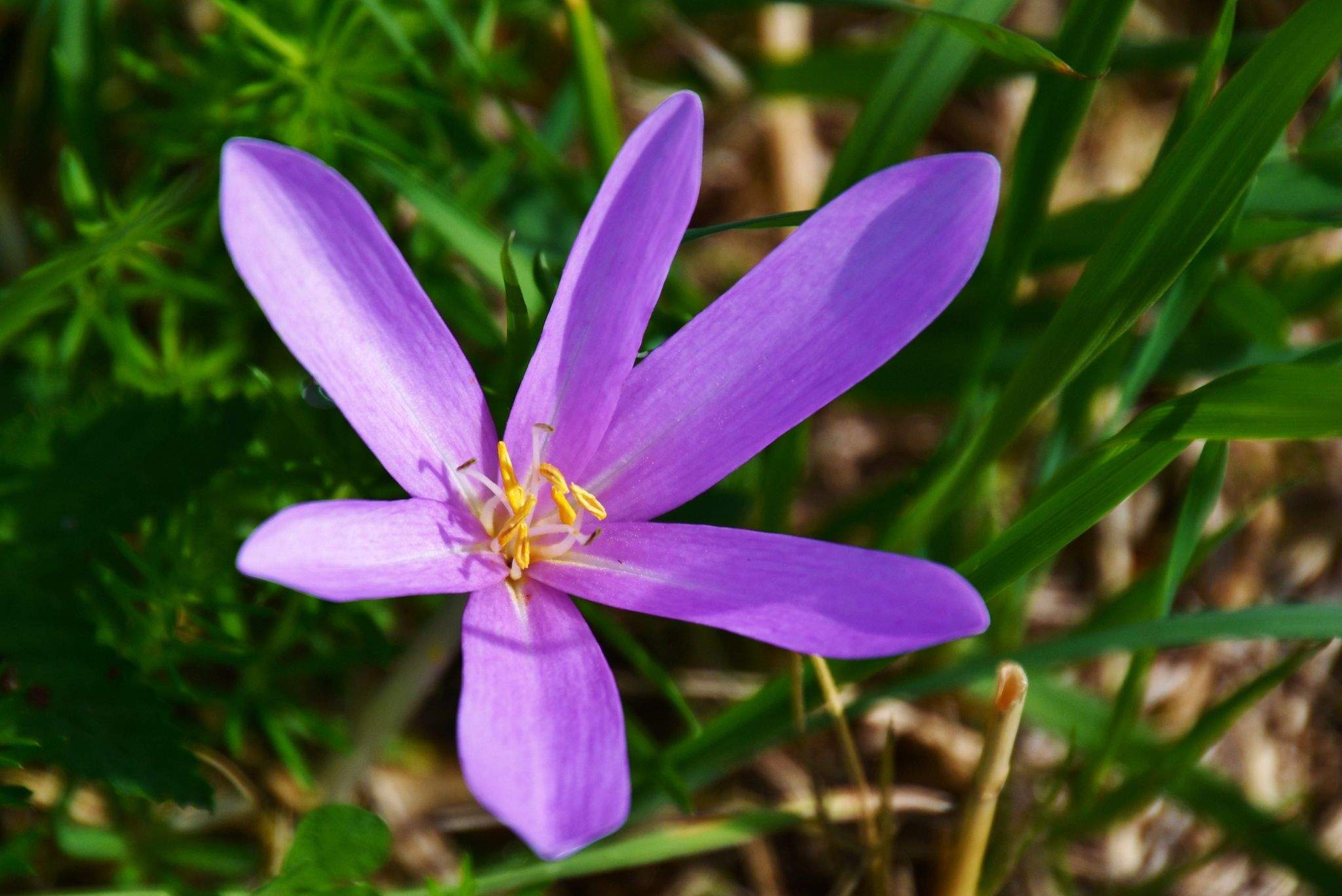 Colchicum autumnale